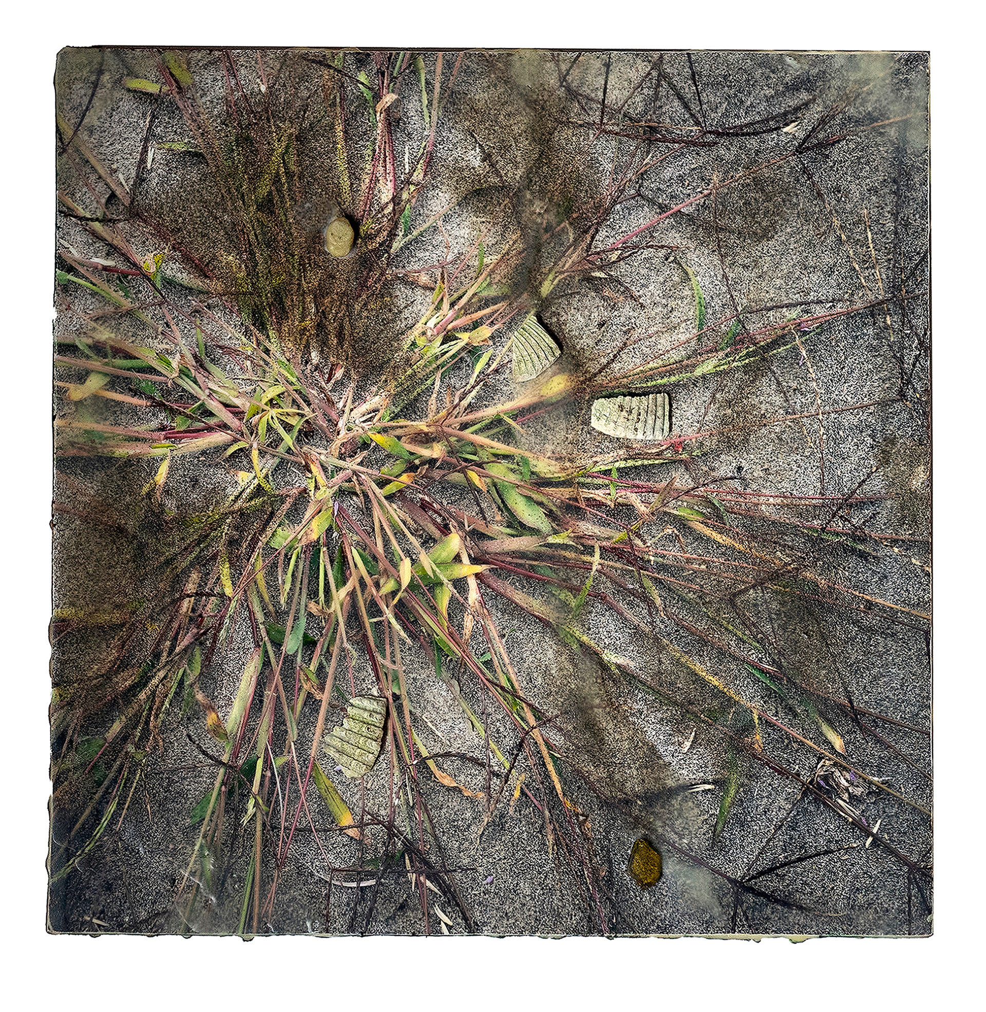 Purple Sandgrass