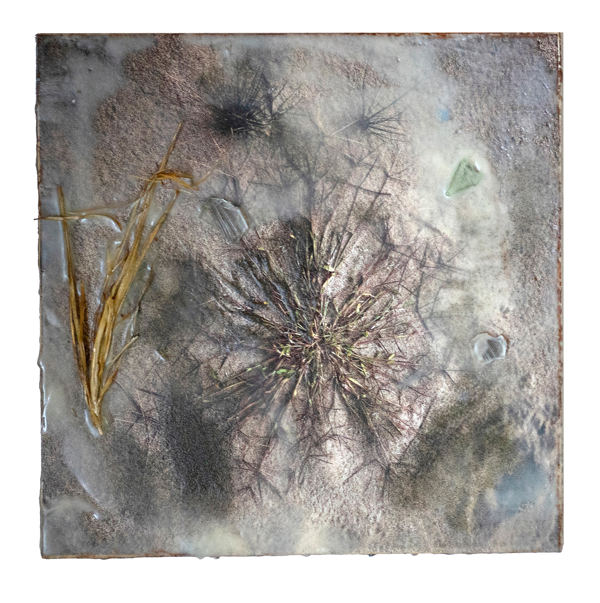 Pricklegrass