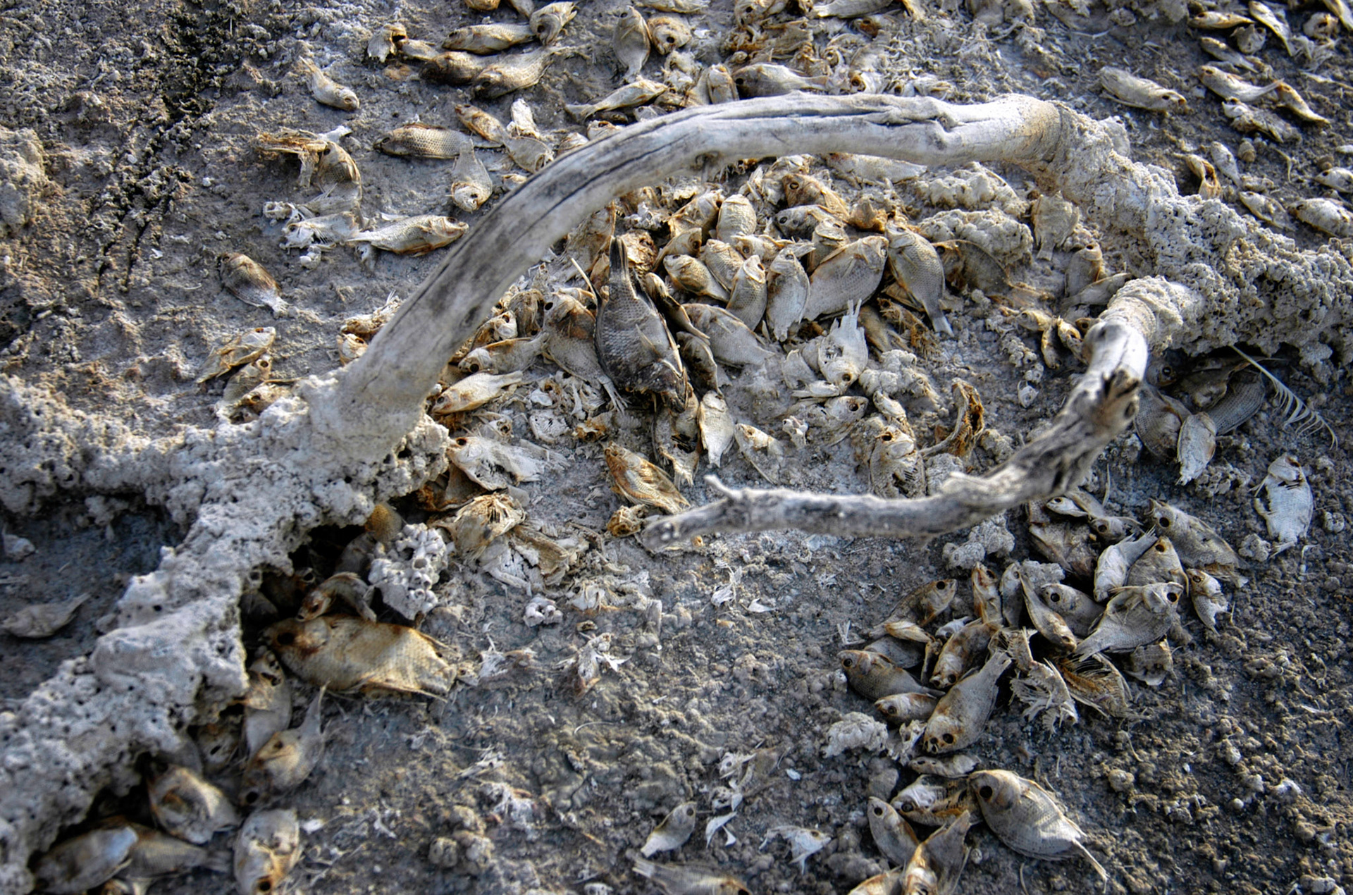 the dead sea scrolls 10