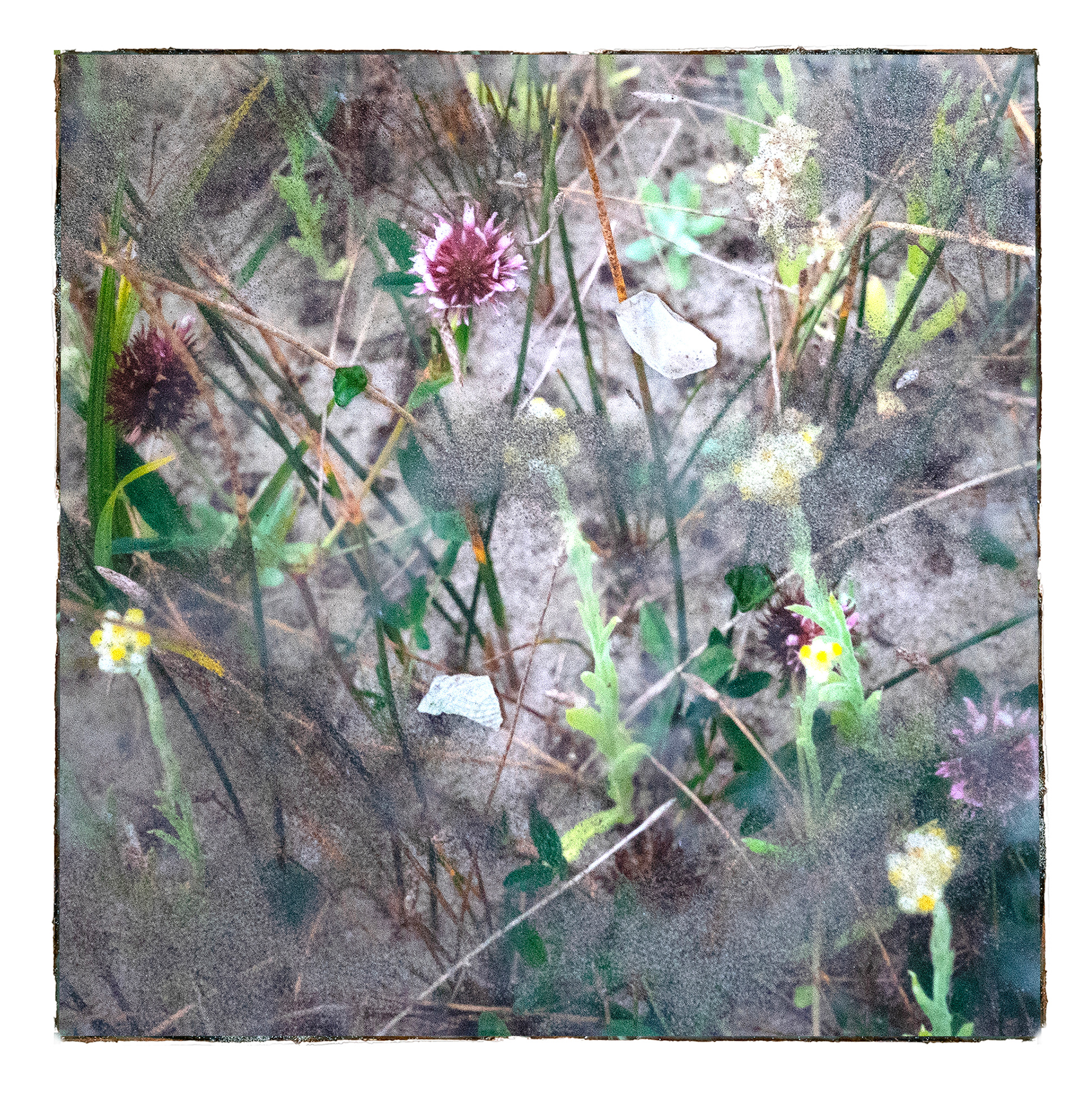 Ragwort and Wild Garlic