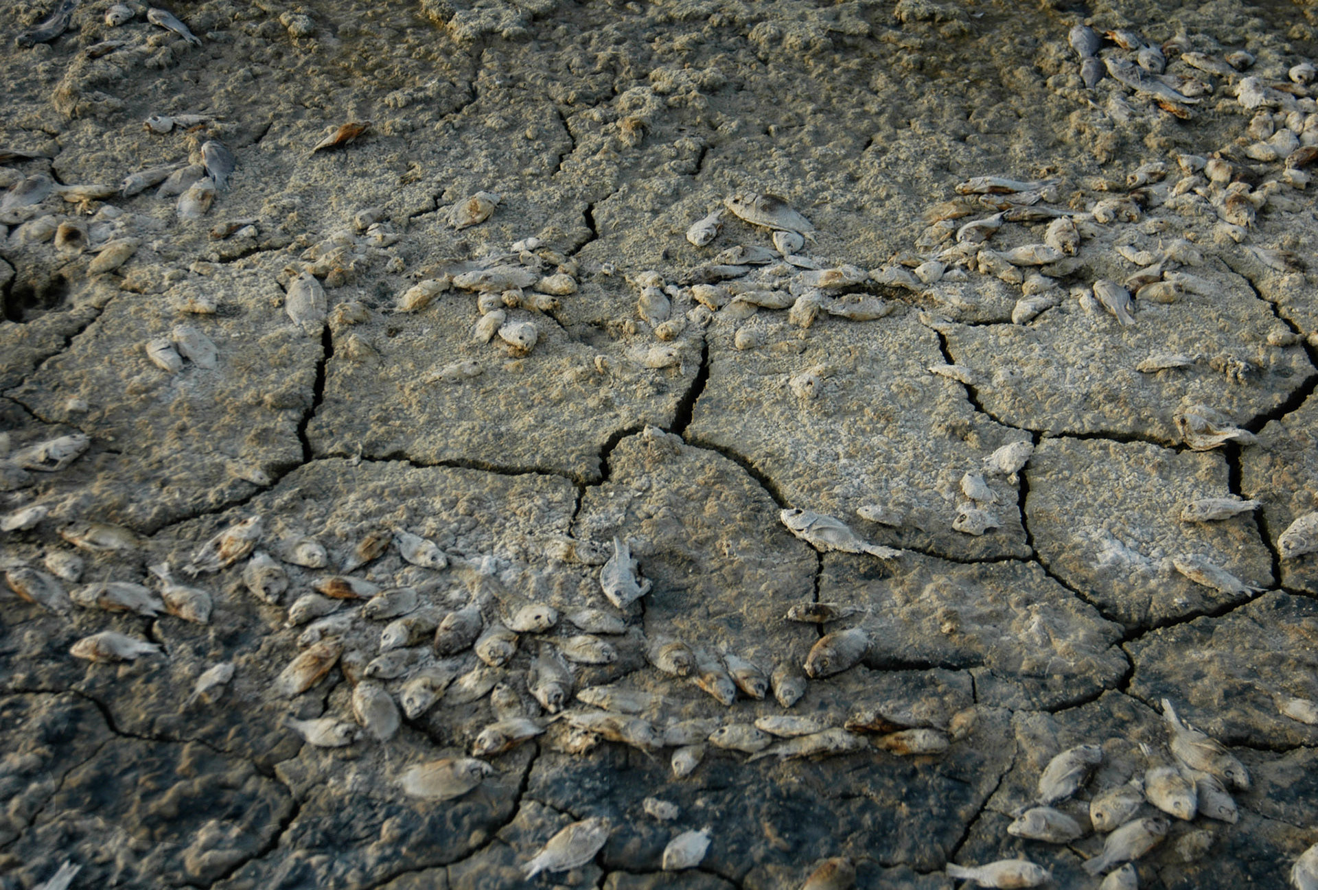 the dead sea scrolls 12