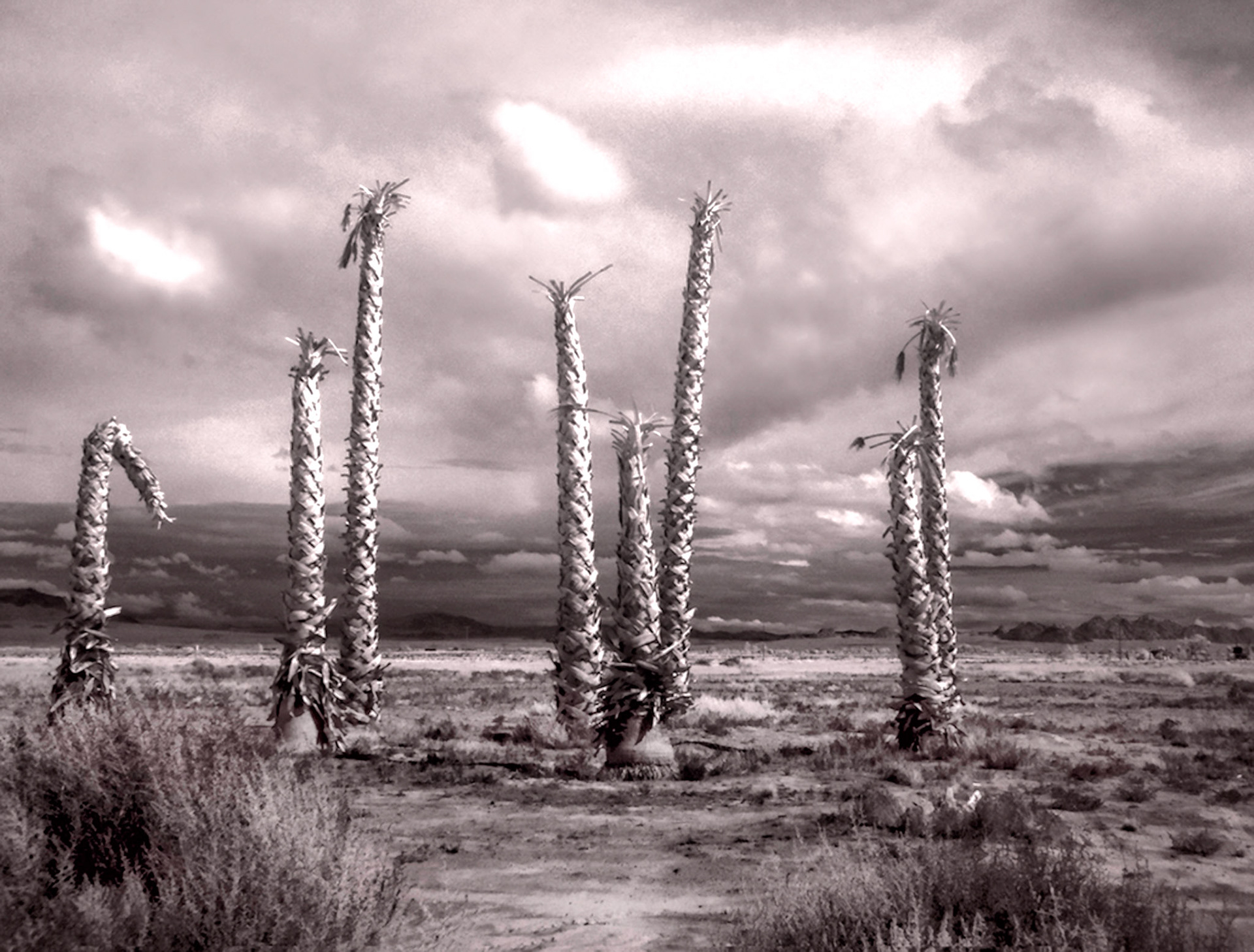 a death in the desert 1