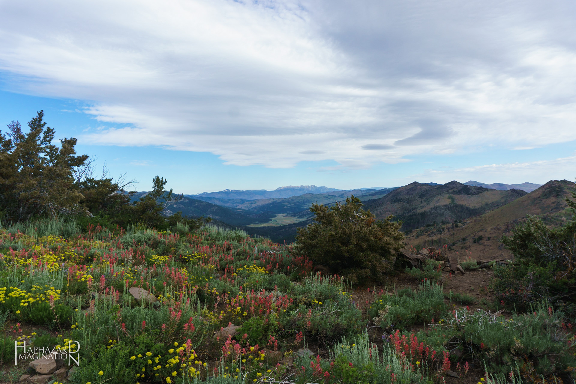 Wildflowers above Snodgrass Creek