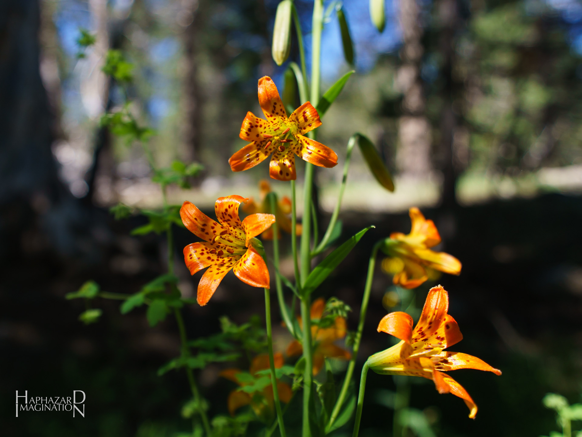 Tiger lilies in Coyote Valley