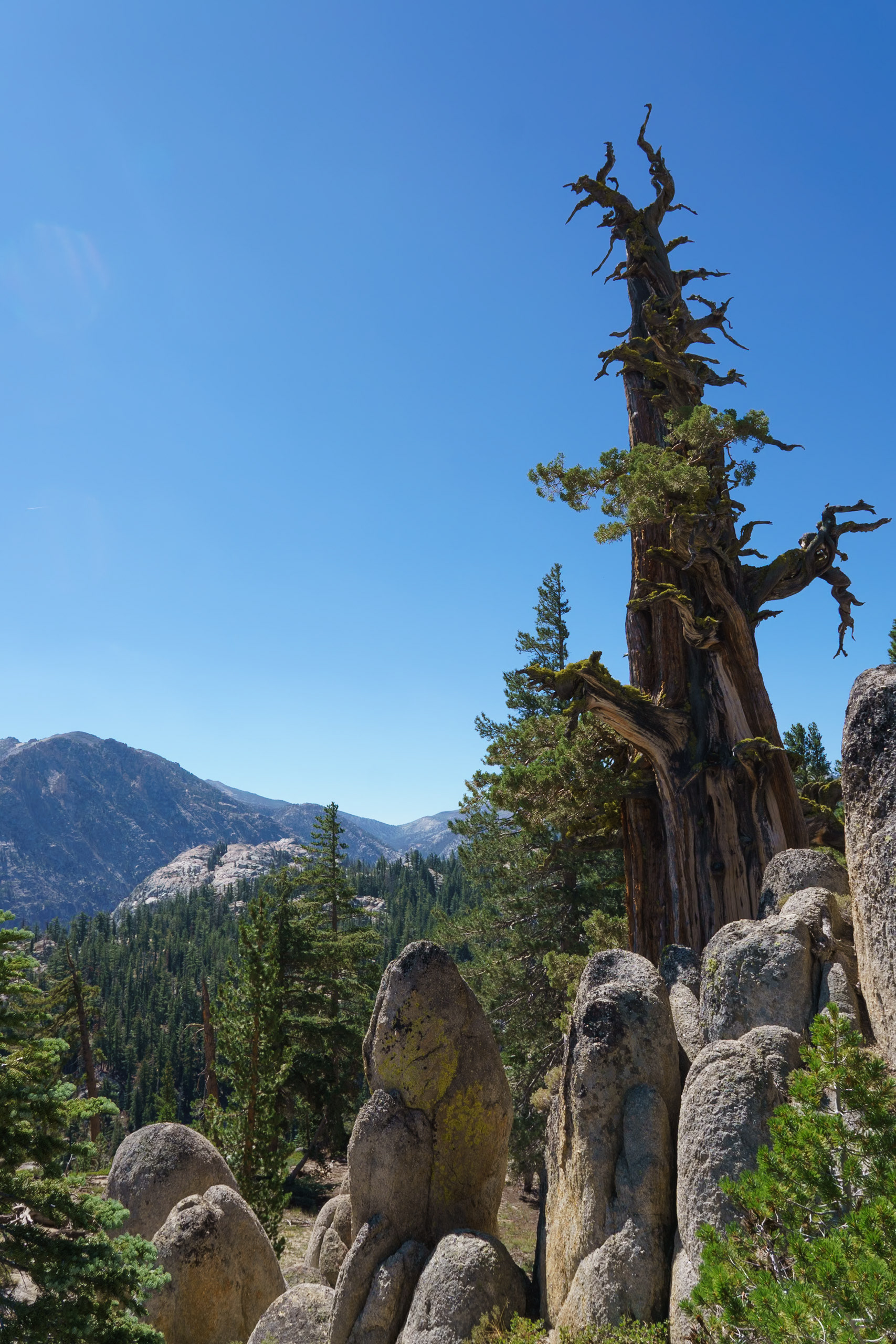 Sentinels on the Pacific Crest Trail