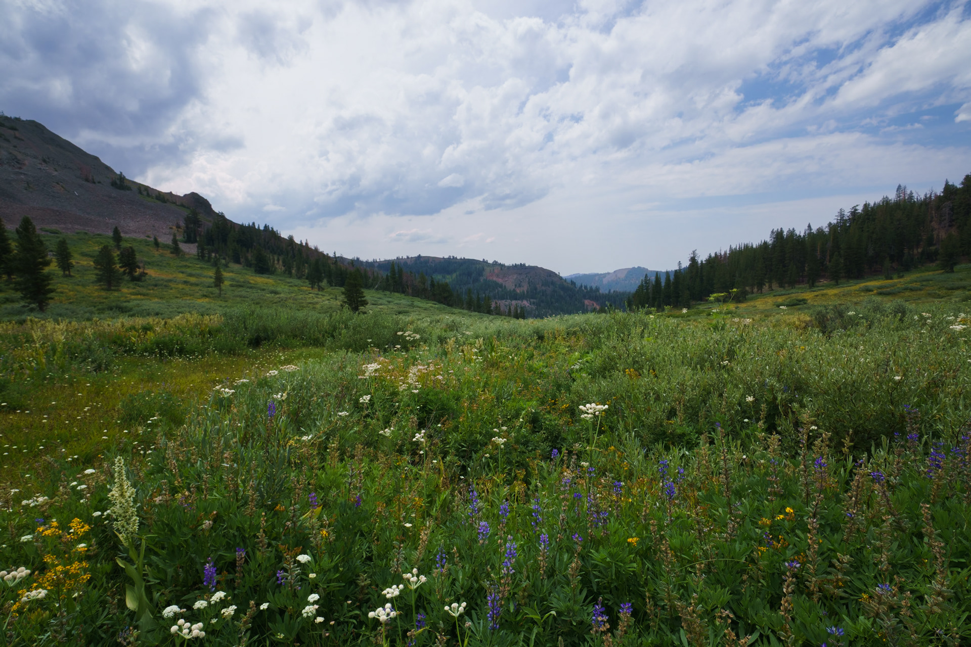 Wildflowers in Disaster Creek Valley