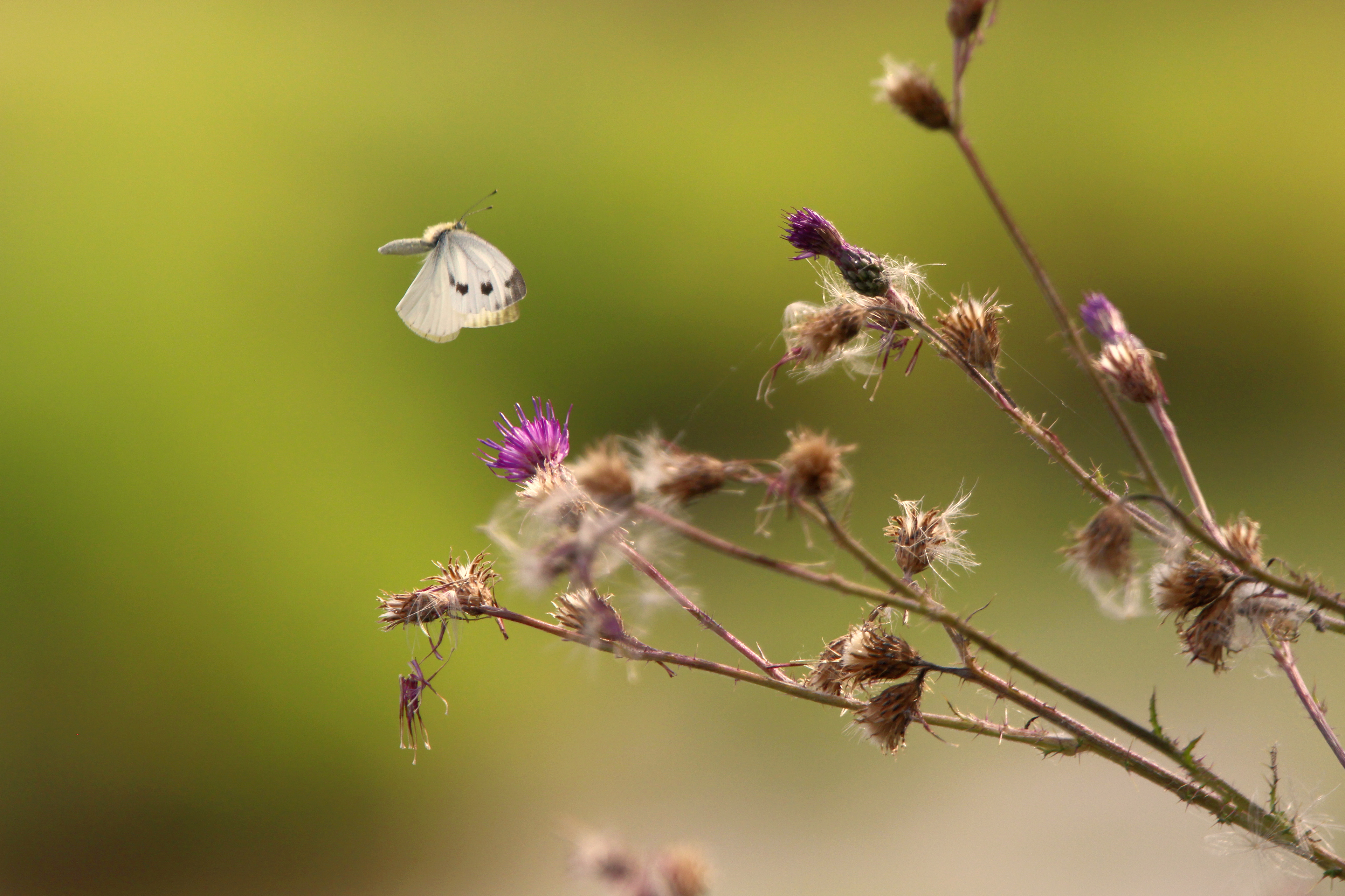 Papillon dans la Brenne