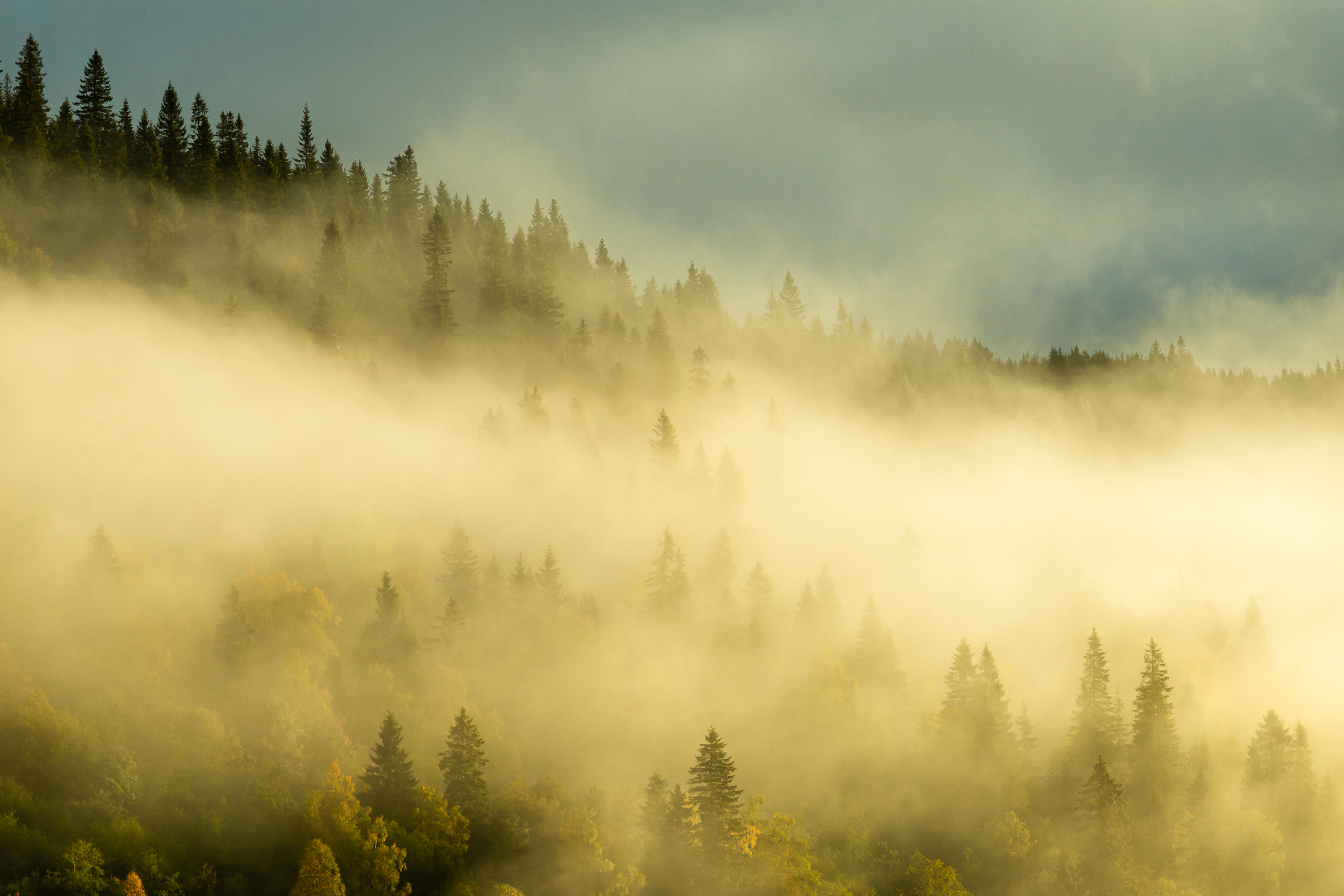 Sol gjennom tåke i høst-farget skog blir aldri feil.