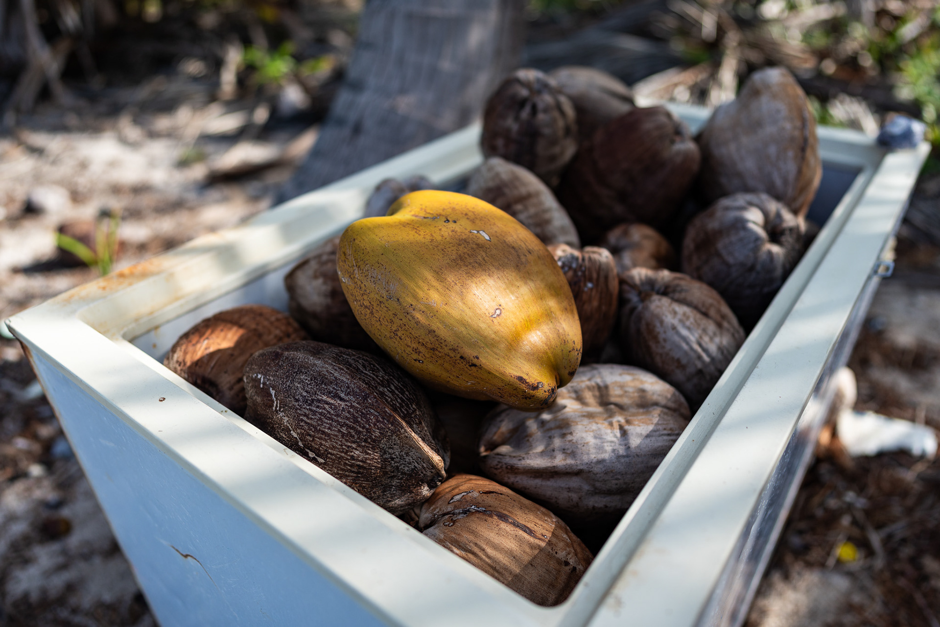 A washed-up chest freezer full of fallen coconuts sits by the beach in Cayos Holandeses