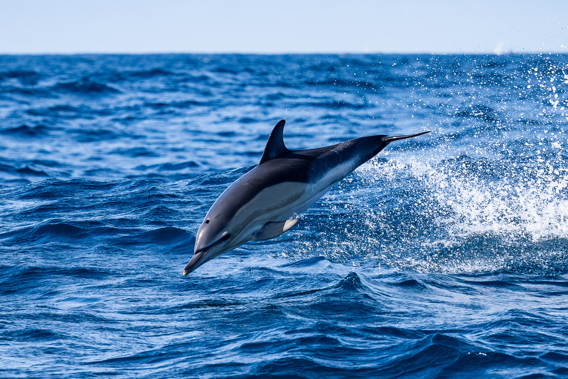 Dolphins! One of a pair of bottlenose dolphins chasing us down, evidently excited by their giant leaps out of the water