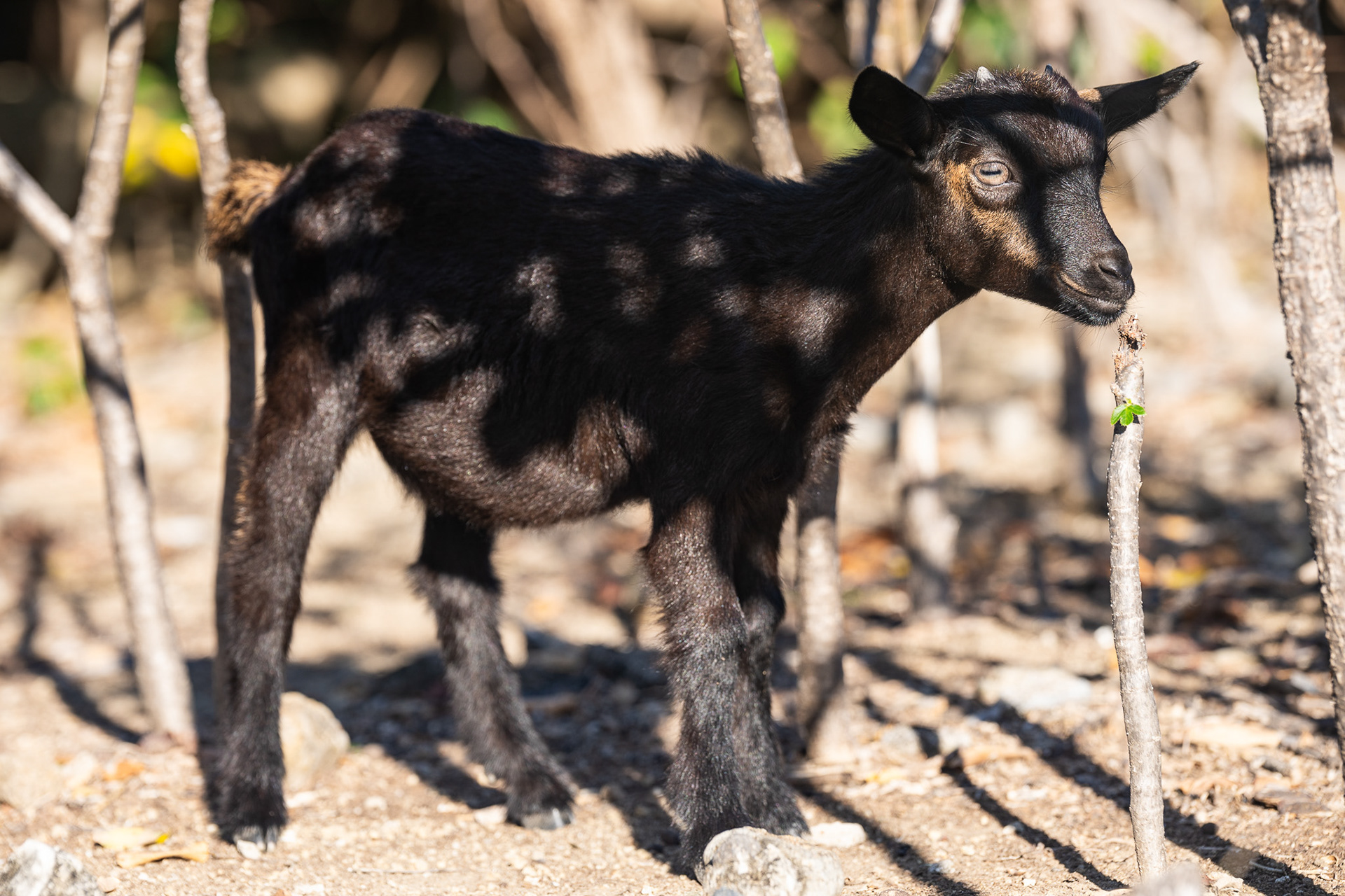 This baby goat was anything but shy