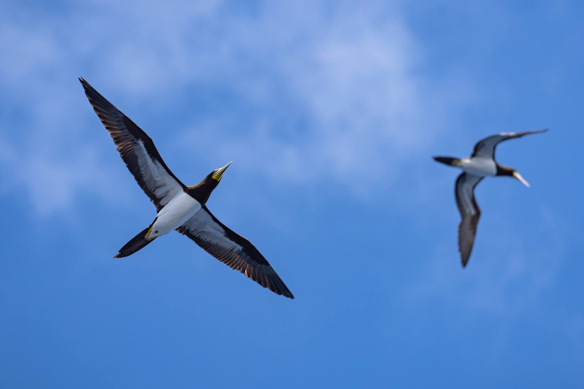 A pair of boobies circles us as they hunt for flying fish to feed on