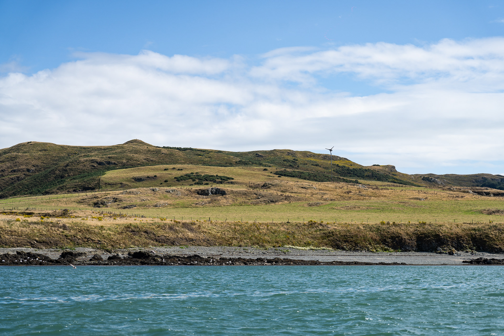 Lambay Island has a mix of dense field, as well as curated pastures for animals to roam