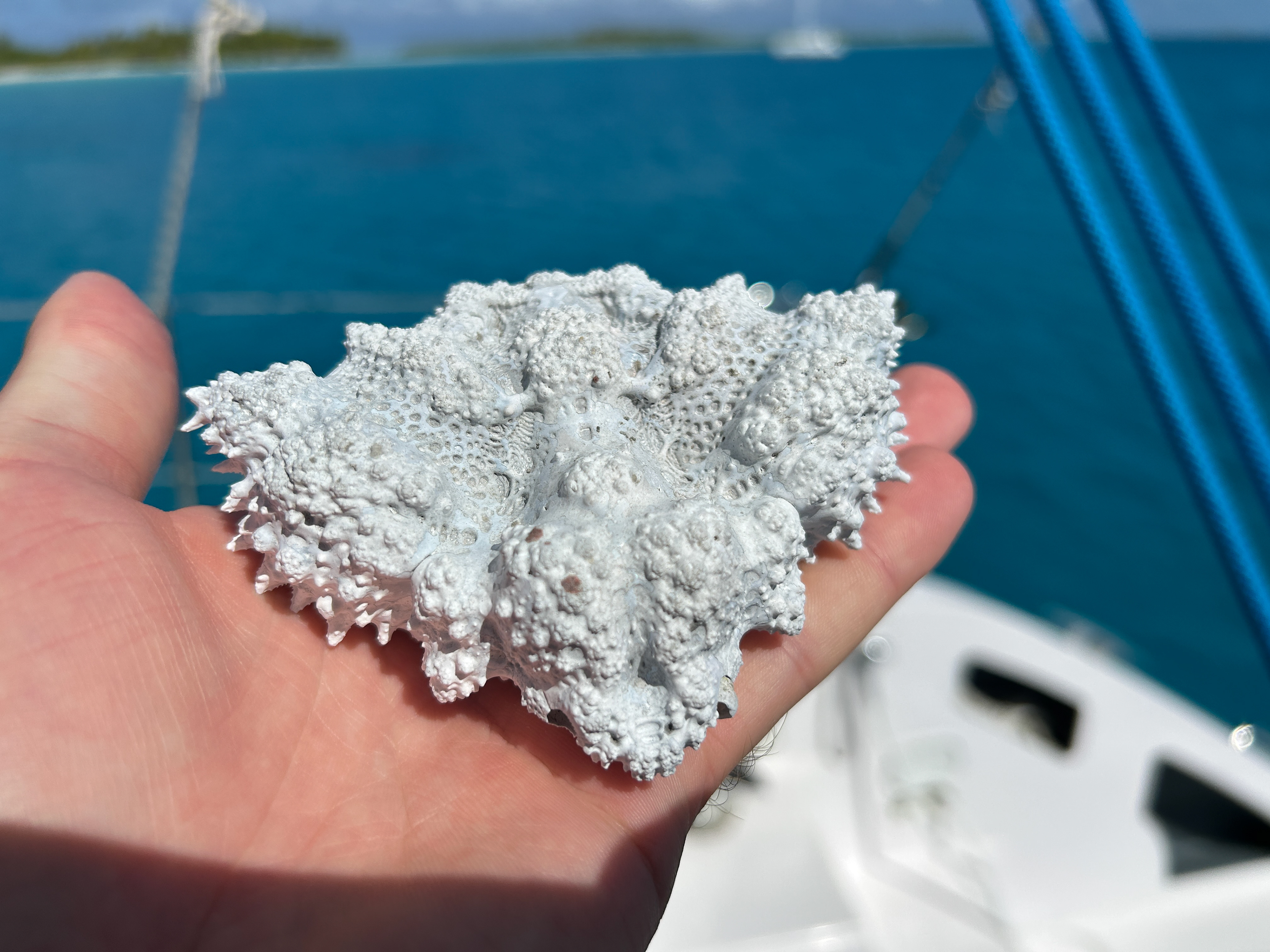 A crab shell turned into coral