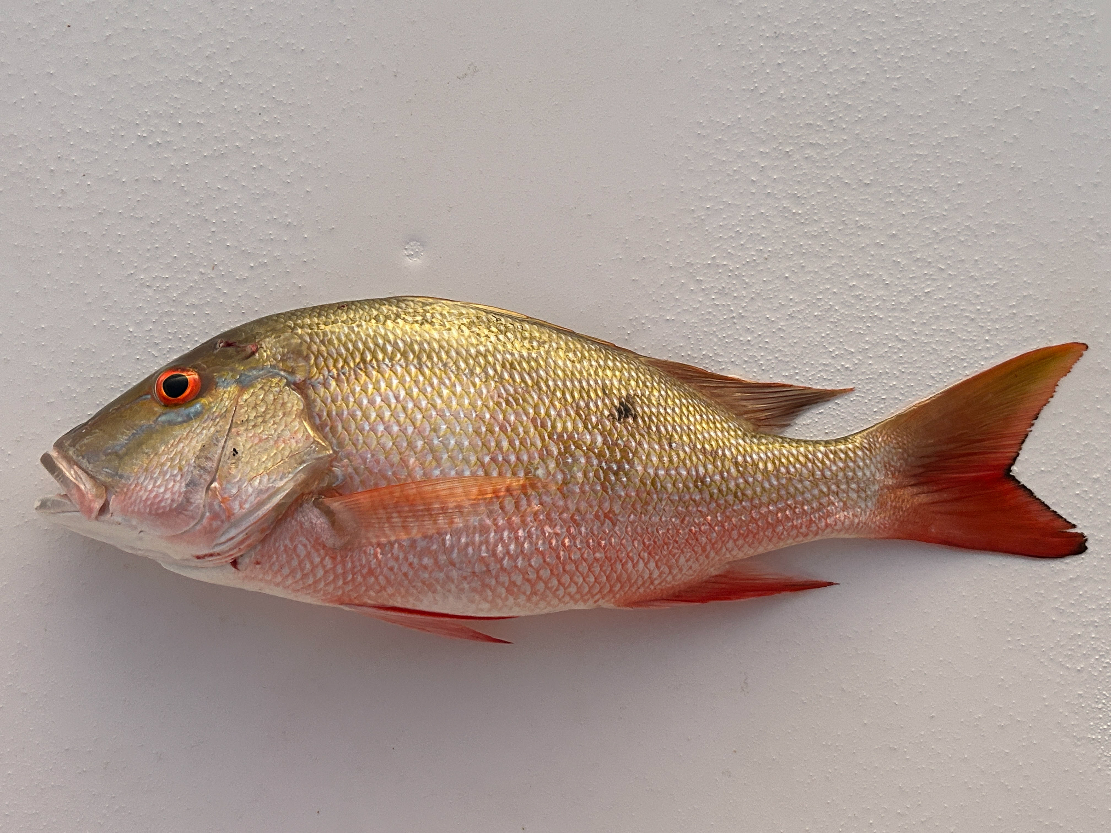 Merely three minutes of fishing in our new anchorage near Sainte-Anne, Martinique procured this mutton snapper which gladly became the next day's lunch