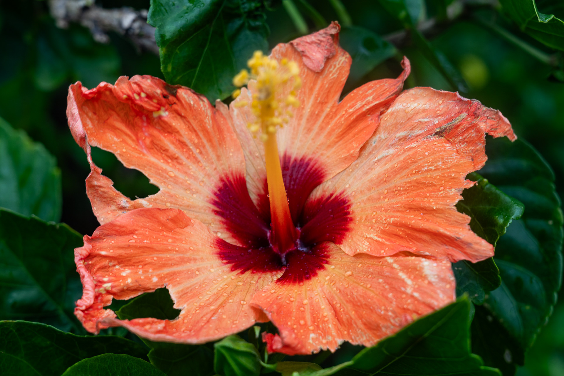 An African Tulip