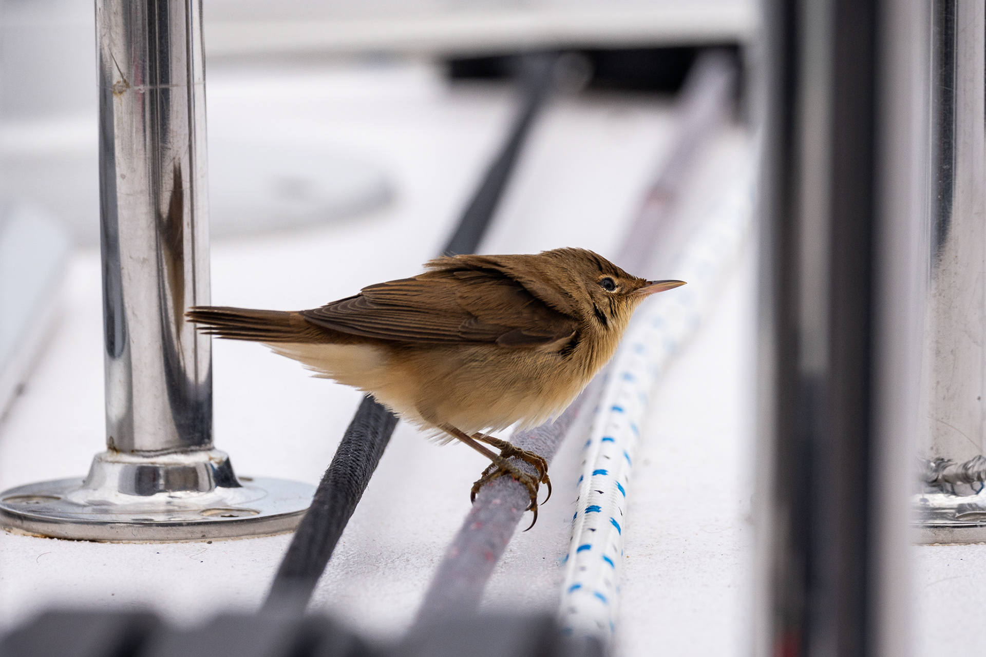 A tired bird rests