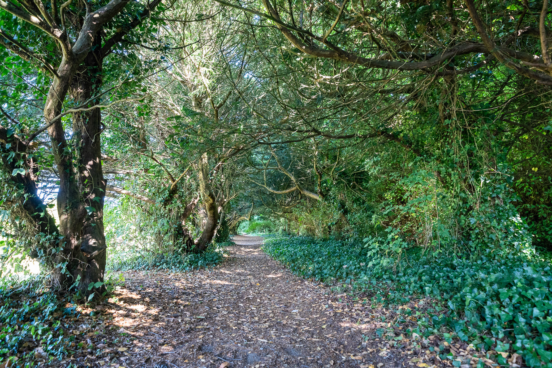 A dark forest tunnel on the Howth Castle grounds
