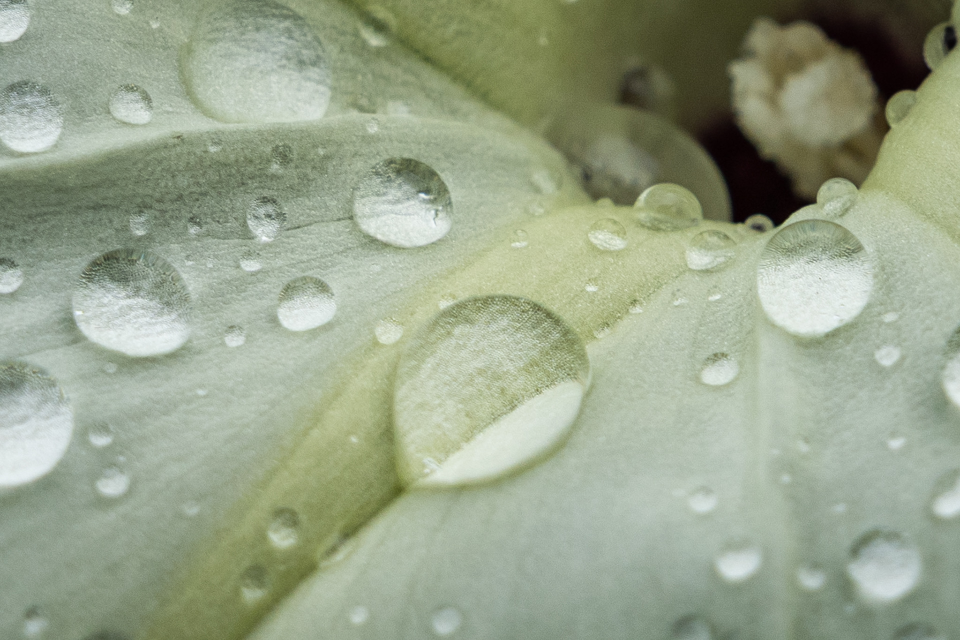 Rain droplets collect on a flower