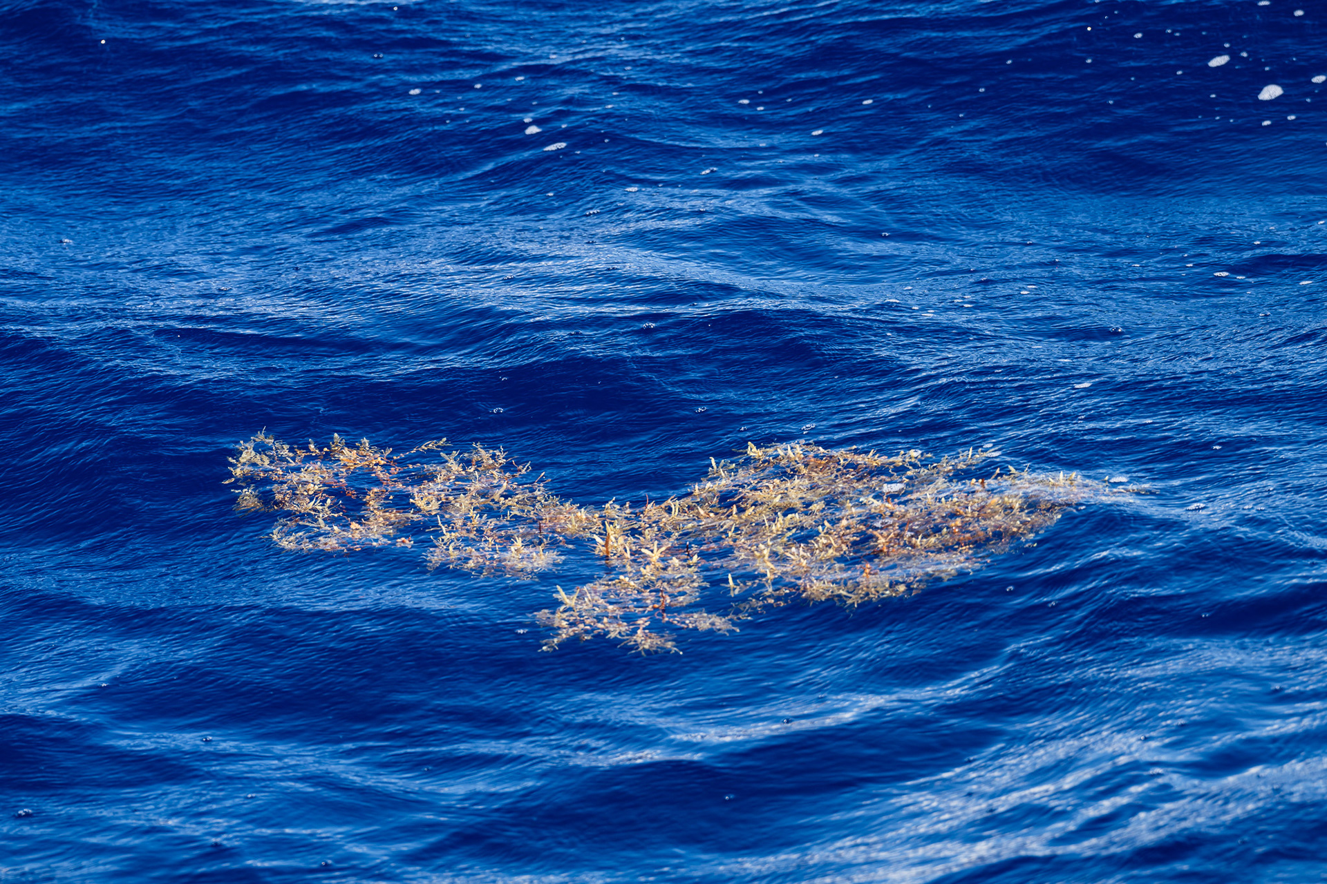 Sargasso seaweed, a sure sign of southerly progress across the Atlantic