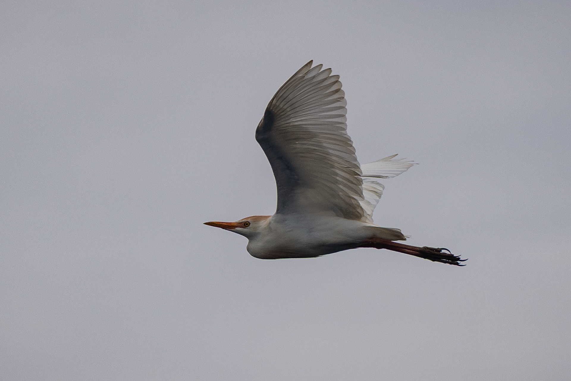 Our first avian companion of the trip