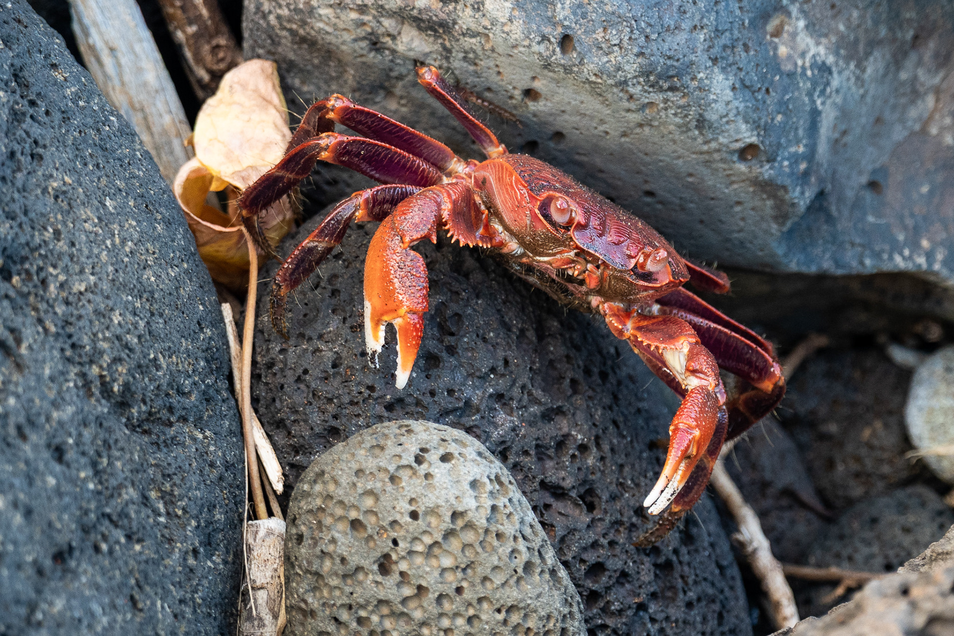 A crab gets defensive