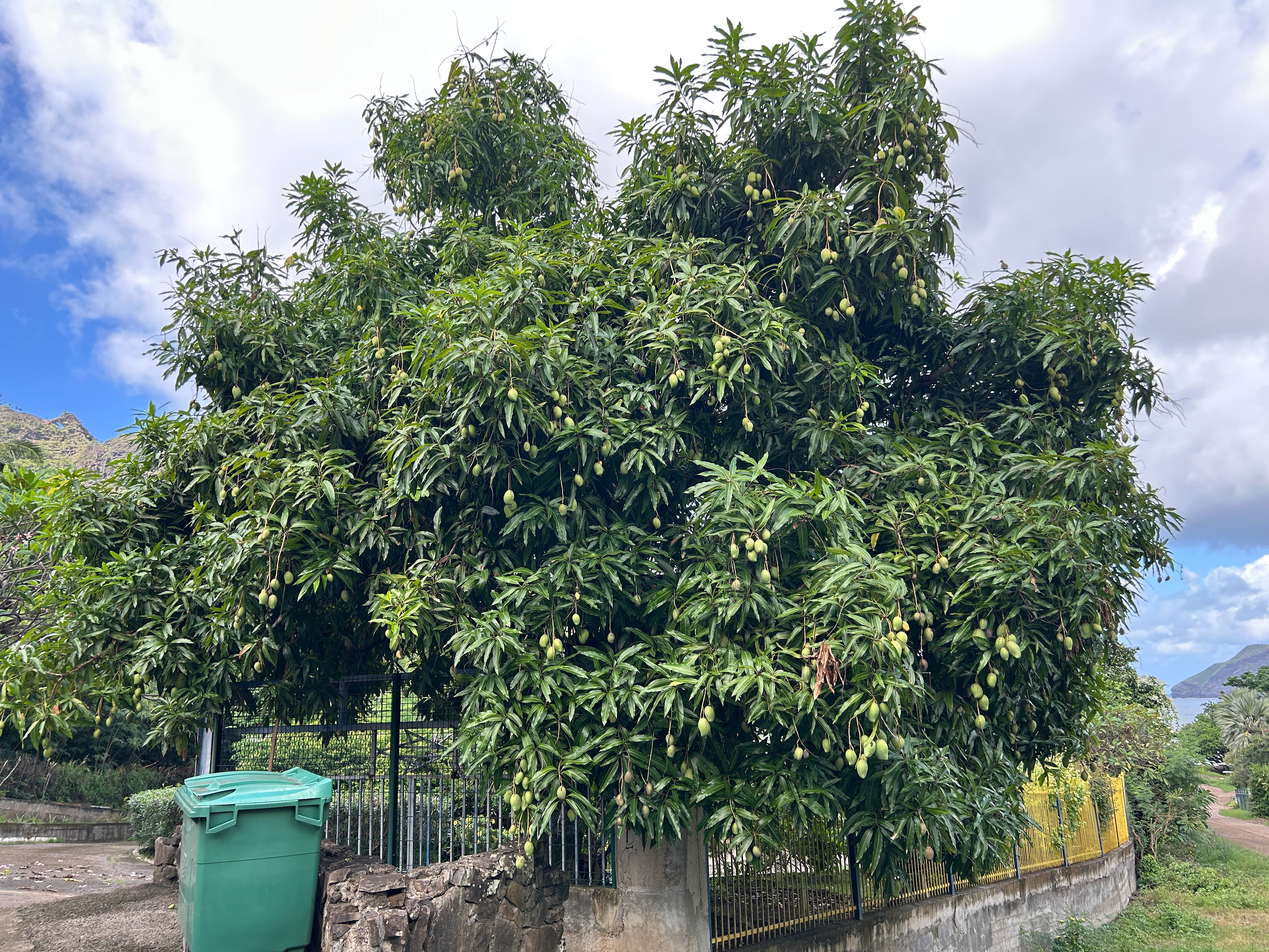 The largest mango tree I’ve ever seen