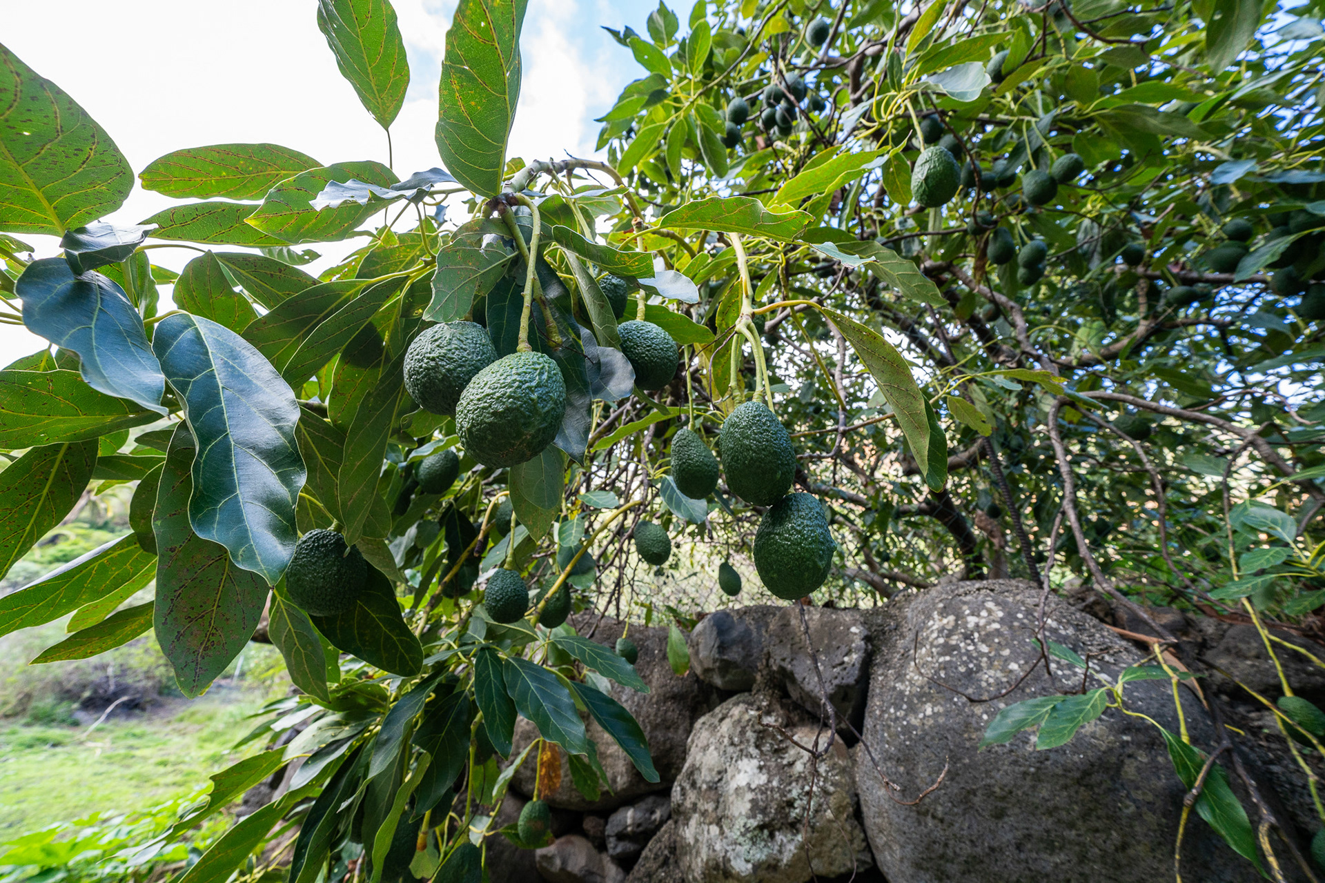 An avocado tree hangs beyond a farm's stone wall