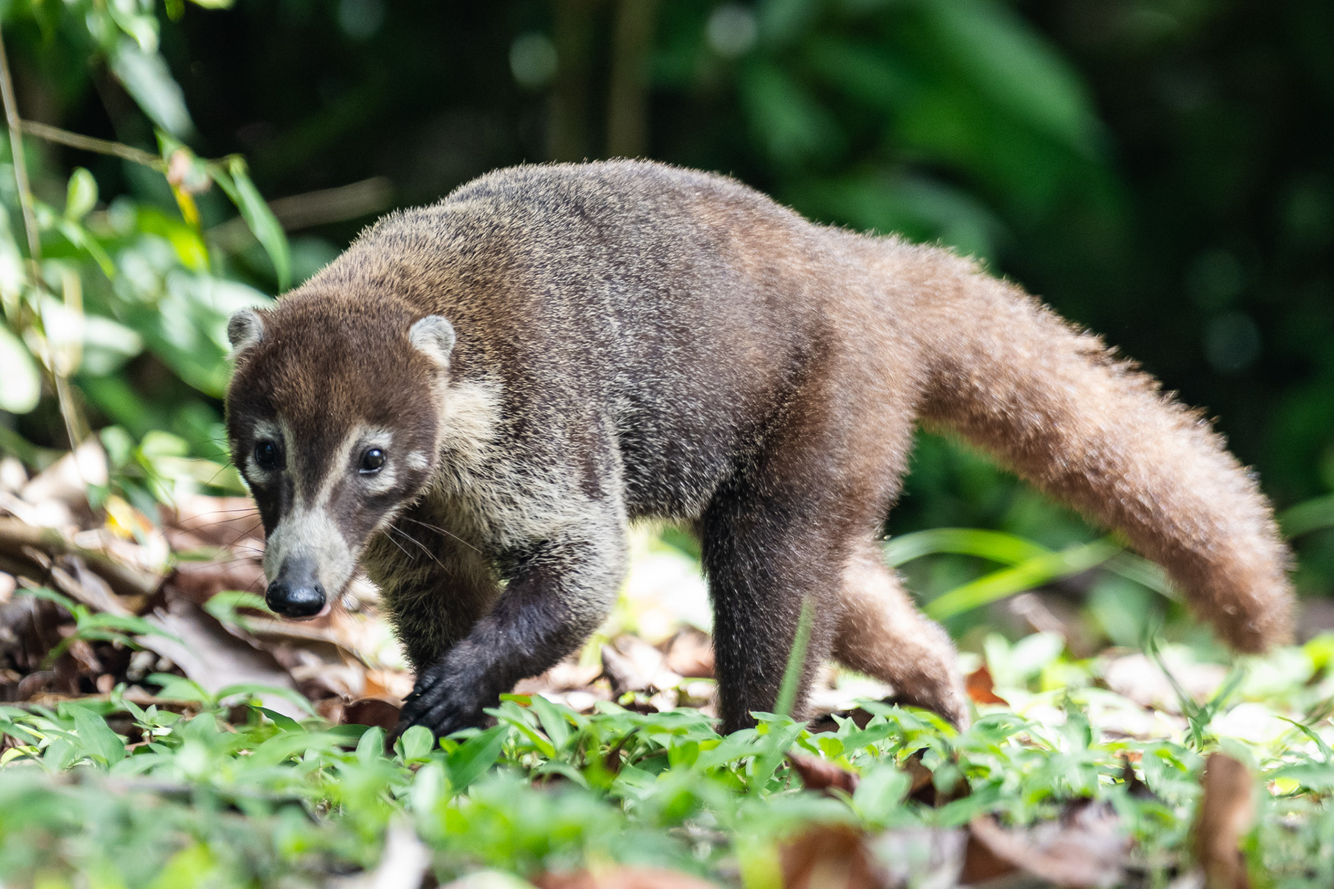A curious Coatí makes its way towards me