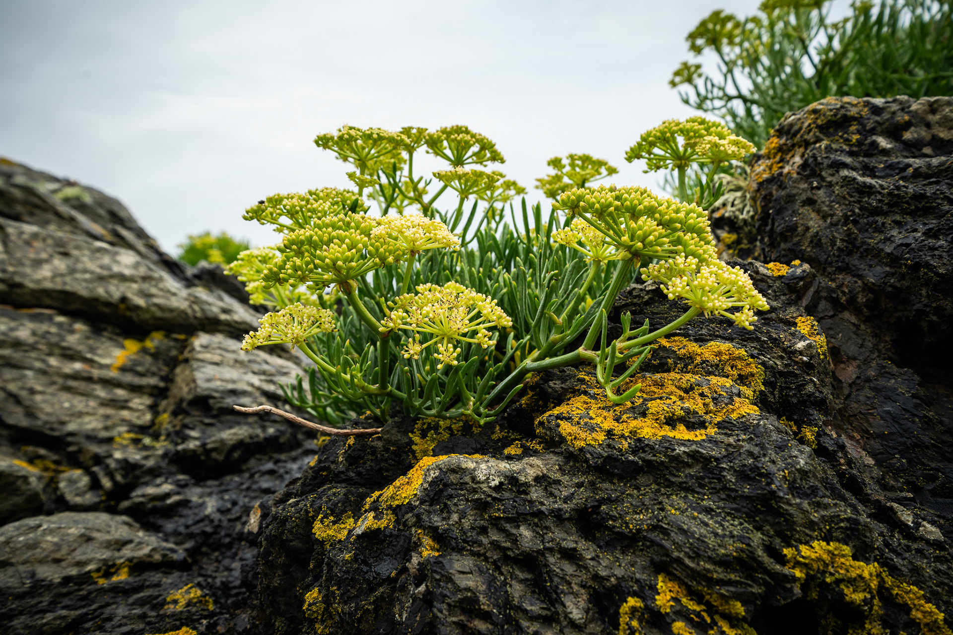 Flowers grow amid the barren rocky seascape