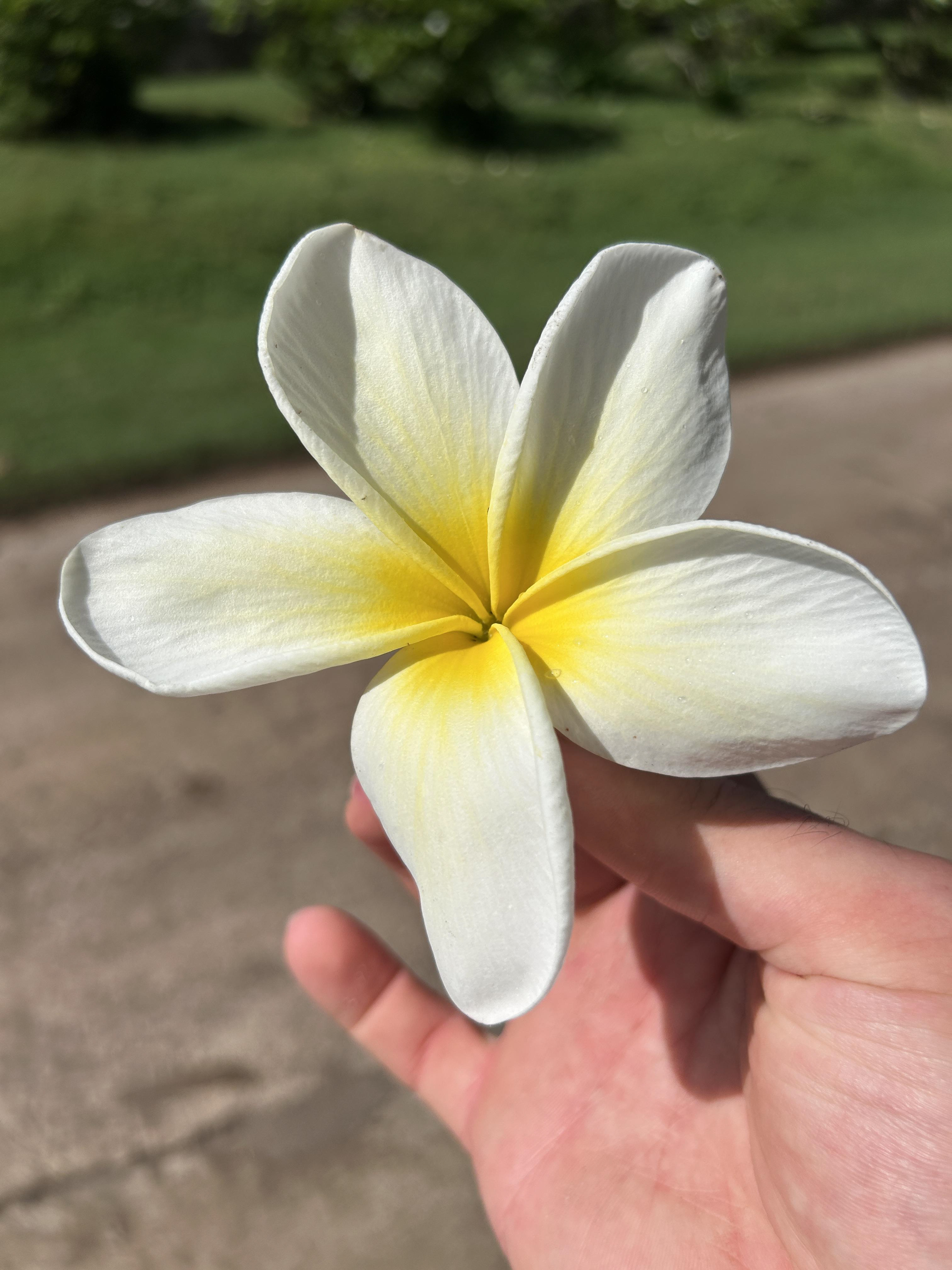 These yellow-white flowers found everywhere on the island