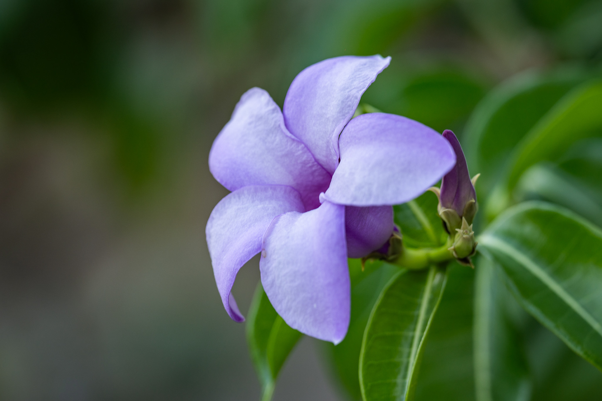 A pretty flower along a path