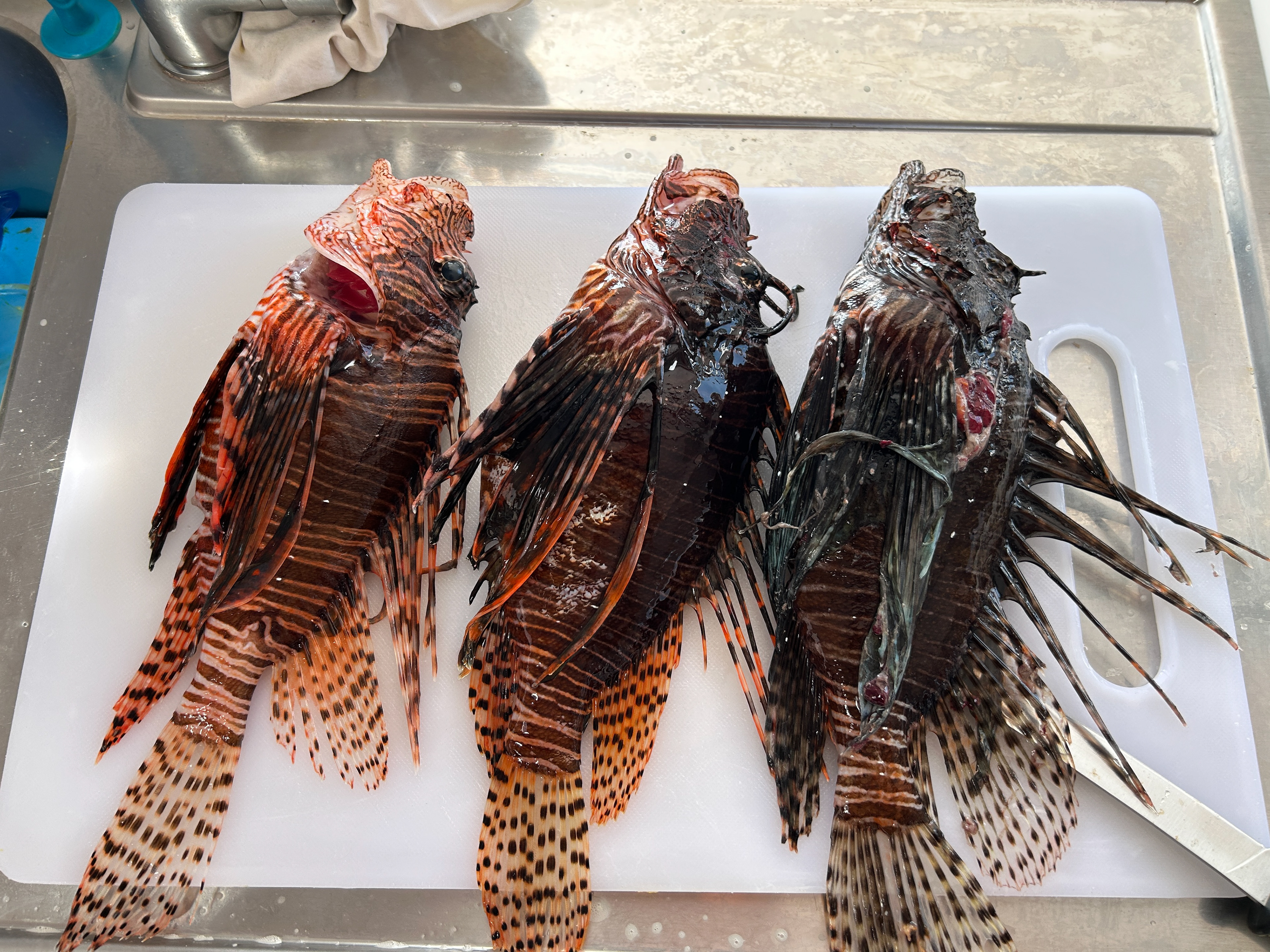 Despite their grotesque appearance, lionfish have delicate, flaky flesh. These three were speared in close proximity to where we were anchored in Martinique