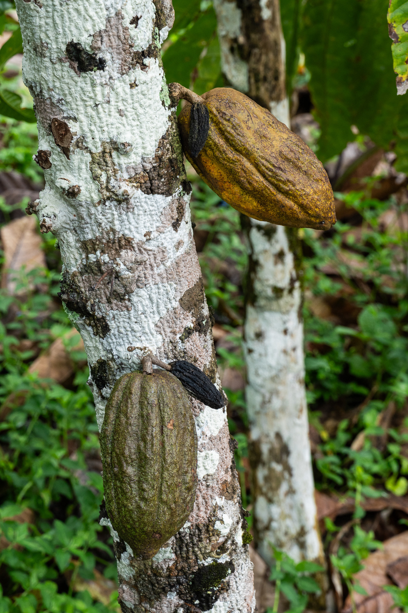 Cacao pods grow directly off of the tree trunk, destined to become chocolate.