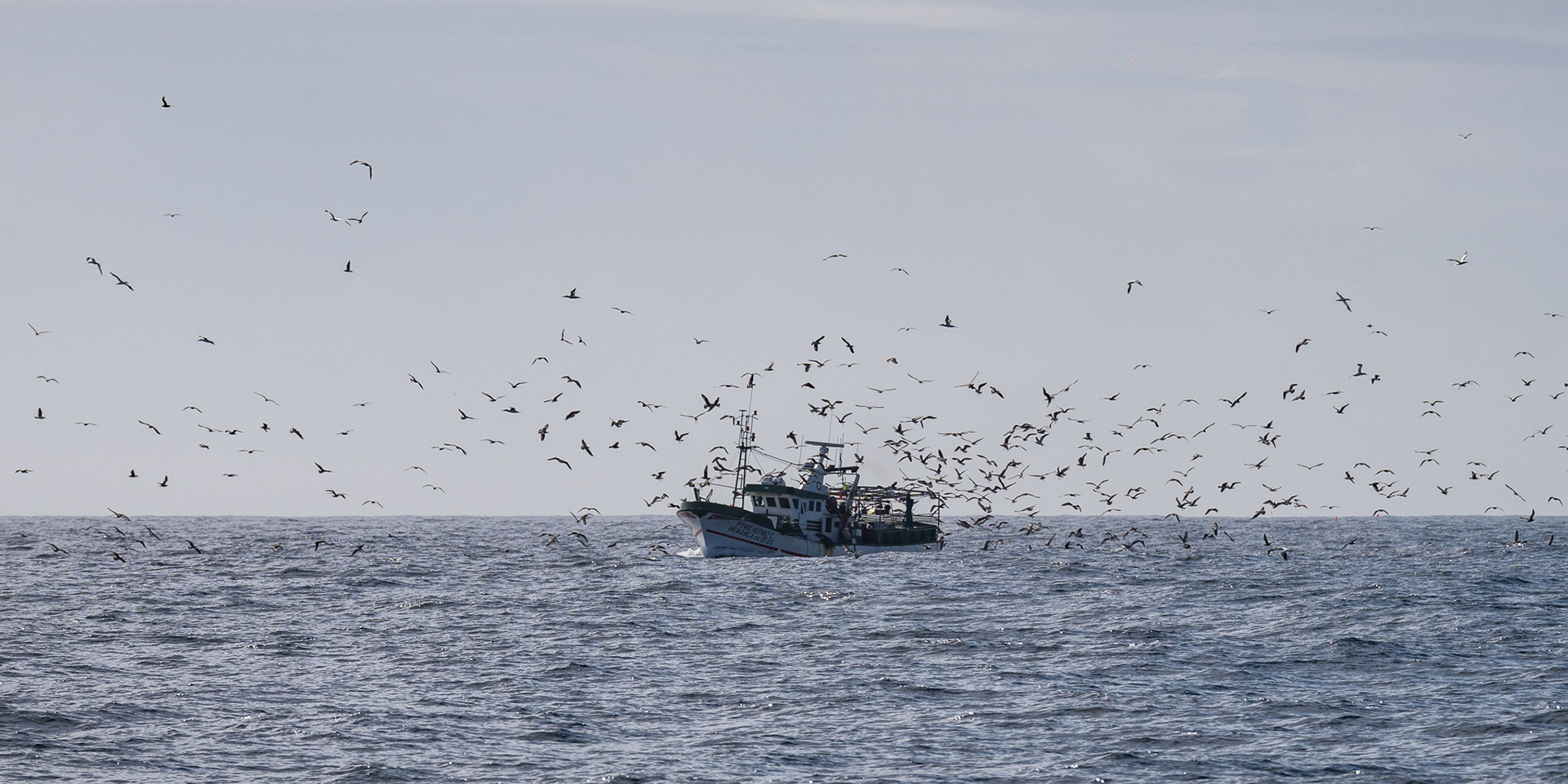 Birds flock around a fishing boat, eager for a chance at its catch