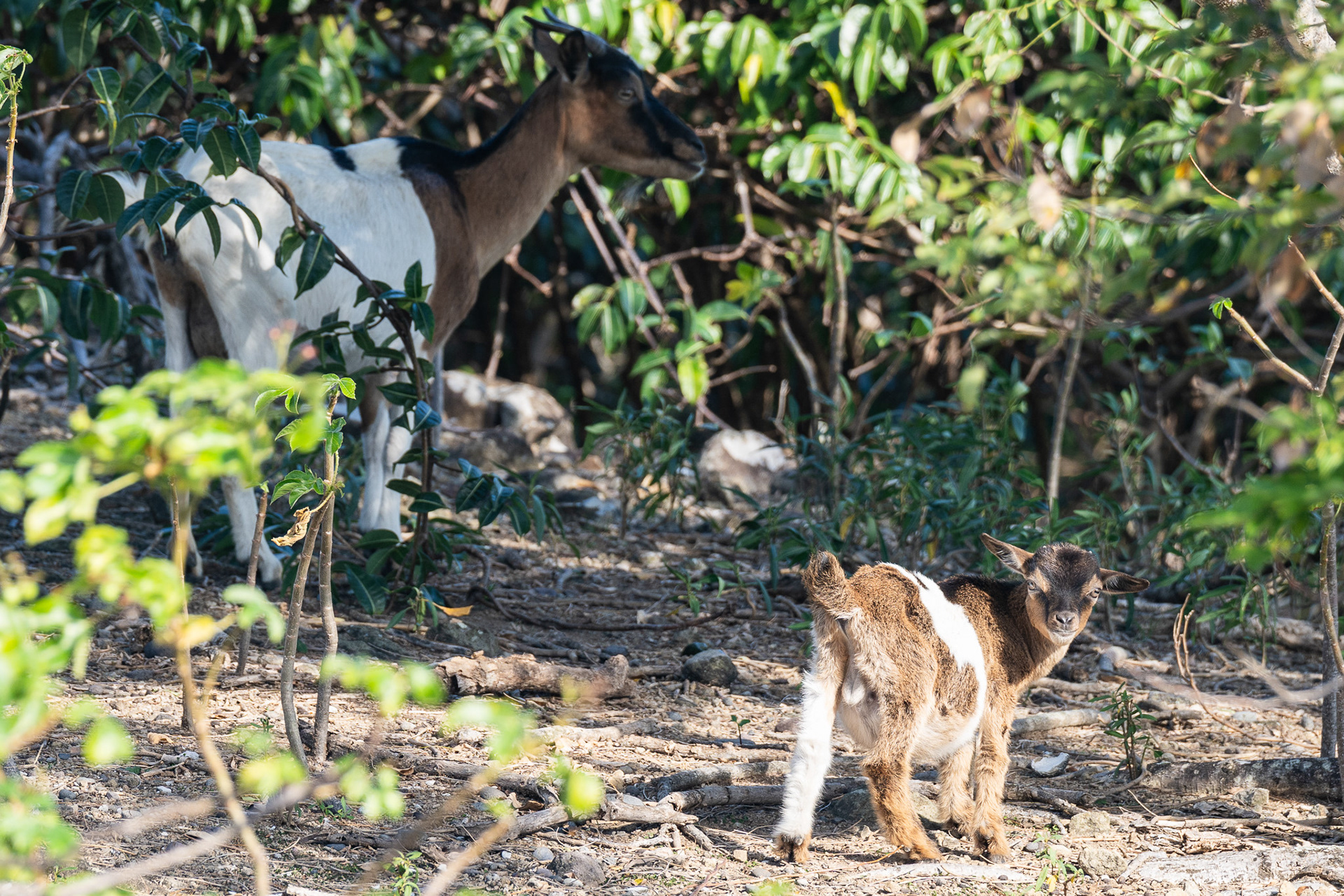 A mother goat and her kid