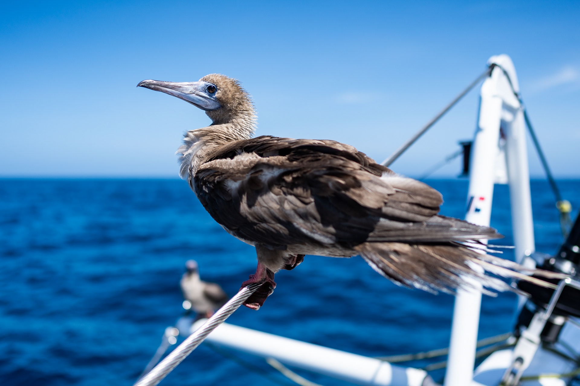 A fearless booby keeps watch on the bow