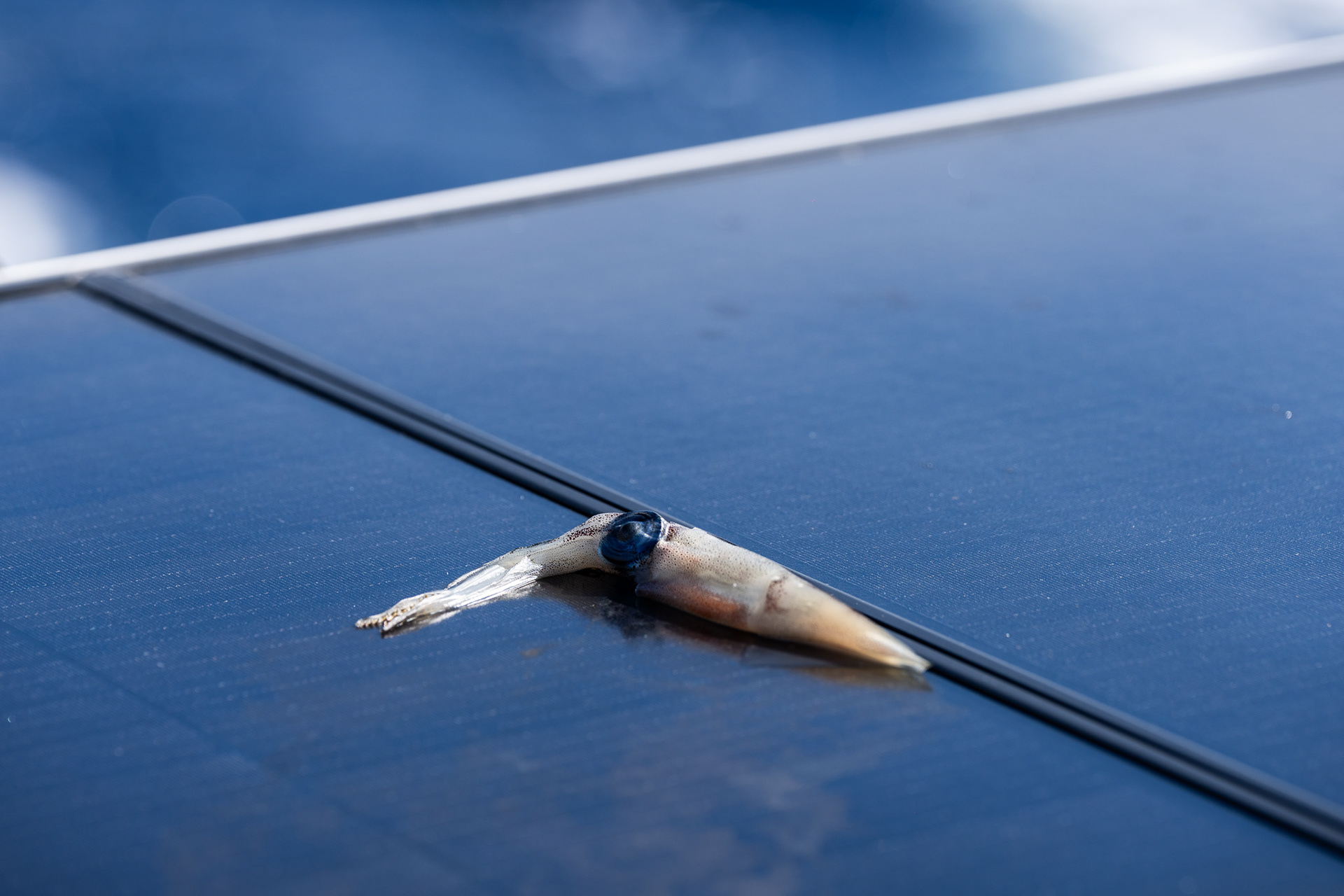 This squid jumped over 6 feet in the air and met its demise on our solar panels