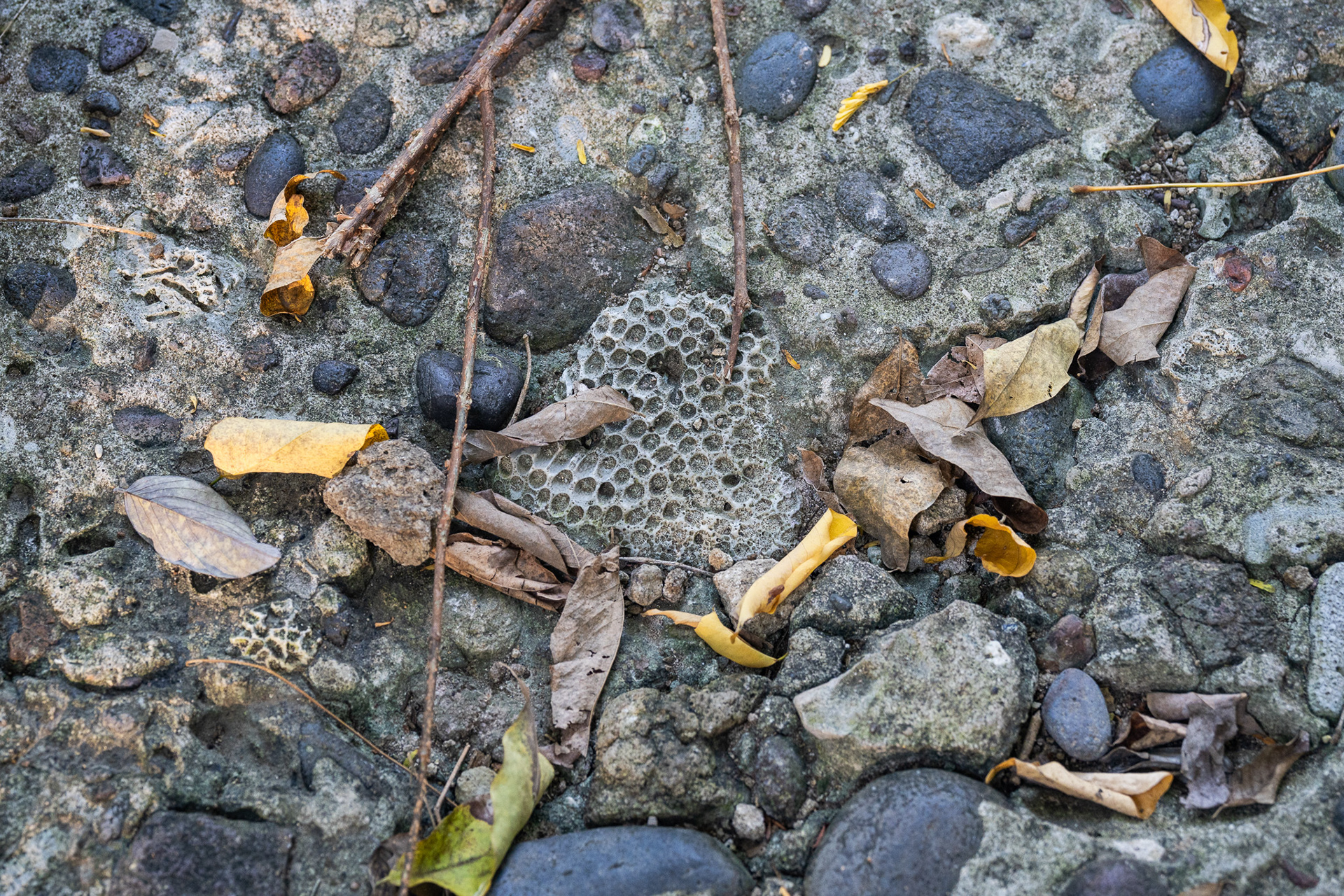 This coral concrete shows the 'use what you have' mentality of the Caribbean