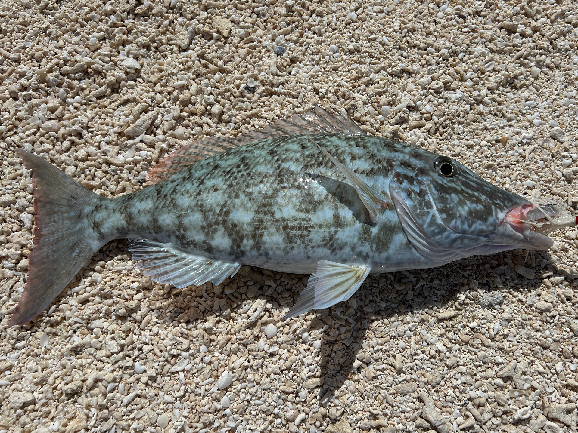 A magnificent Longnose Emperor