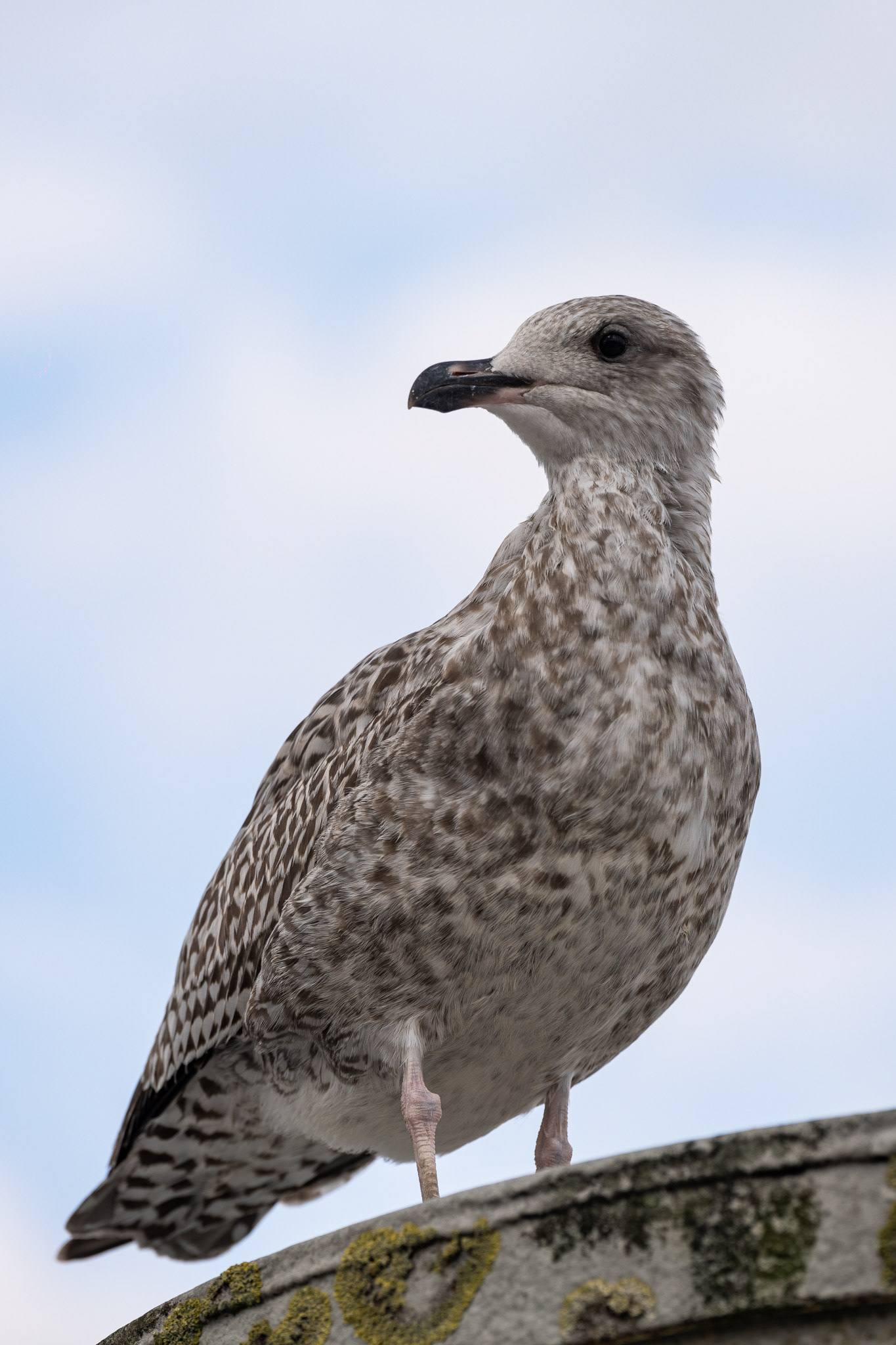 A curious gull gives me a stare