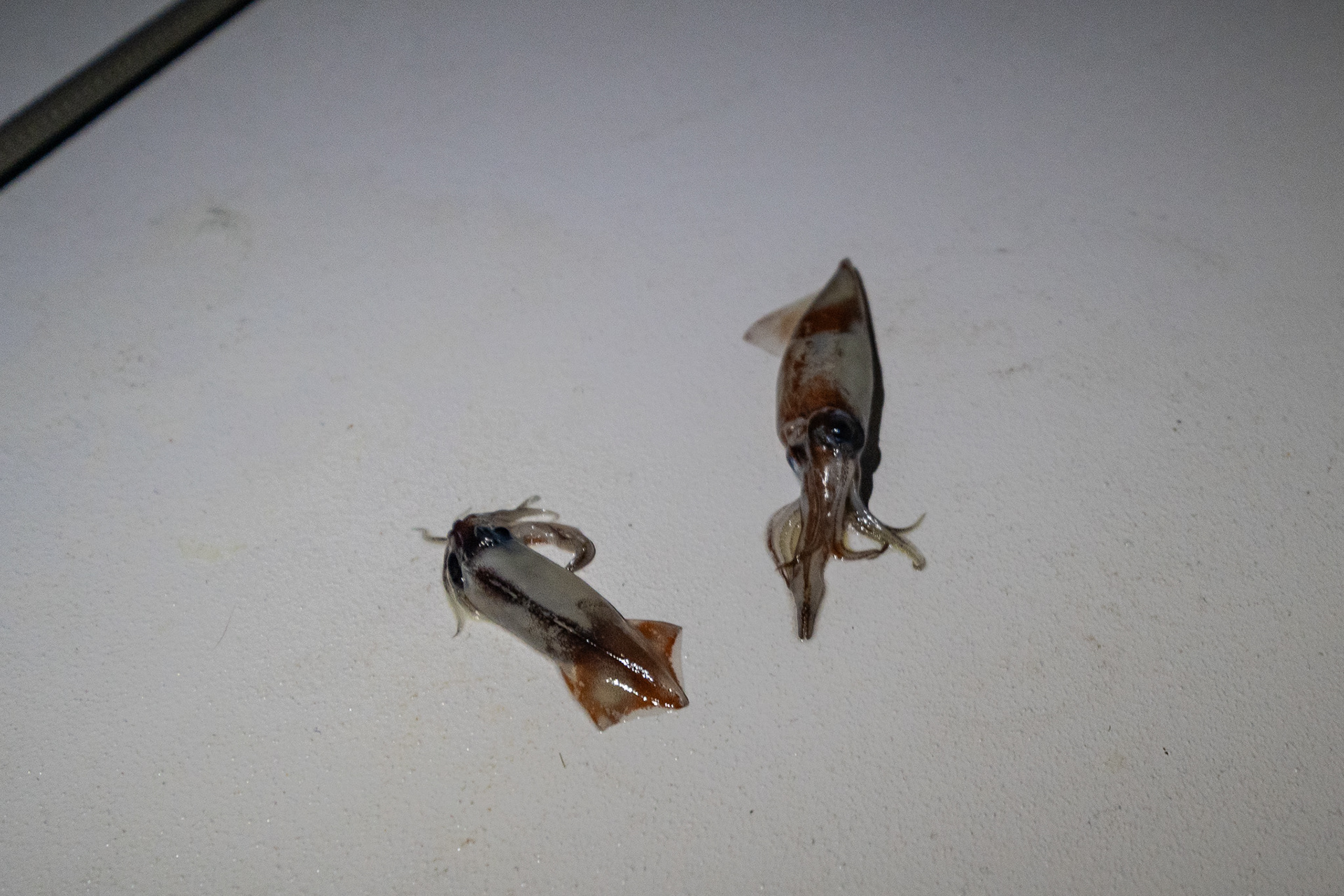Flying squid!
