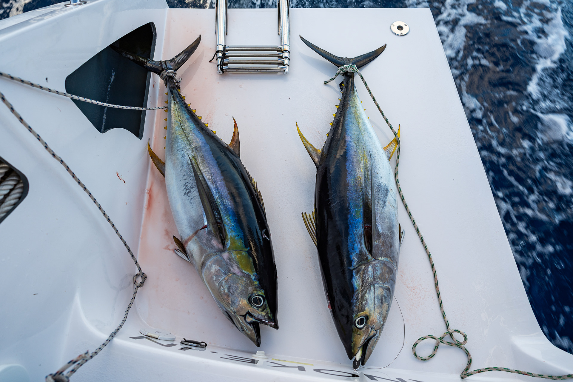 100 pounds of yellowfin tuna to pack the freezer! This would be about $2,000 from a fish market
