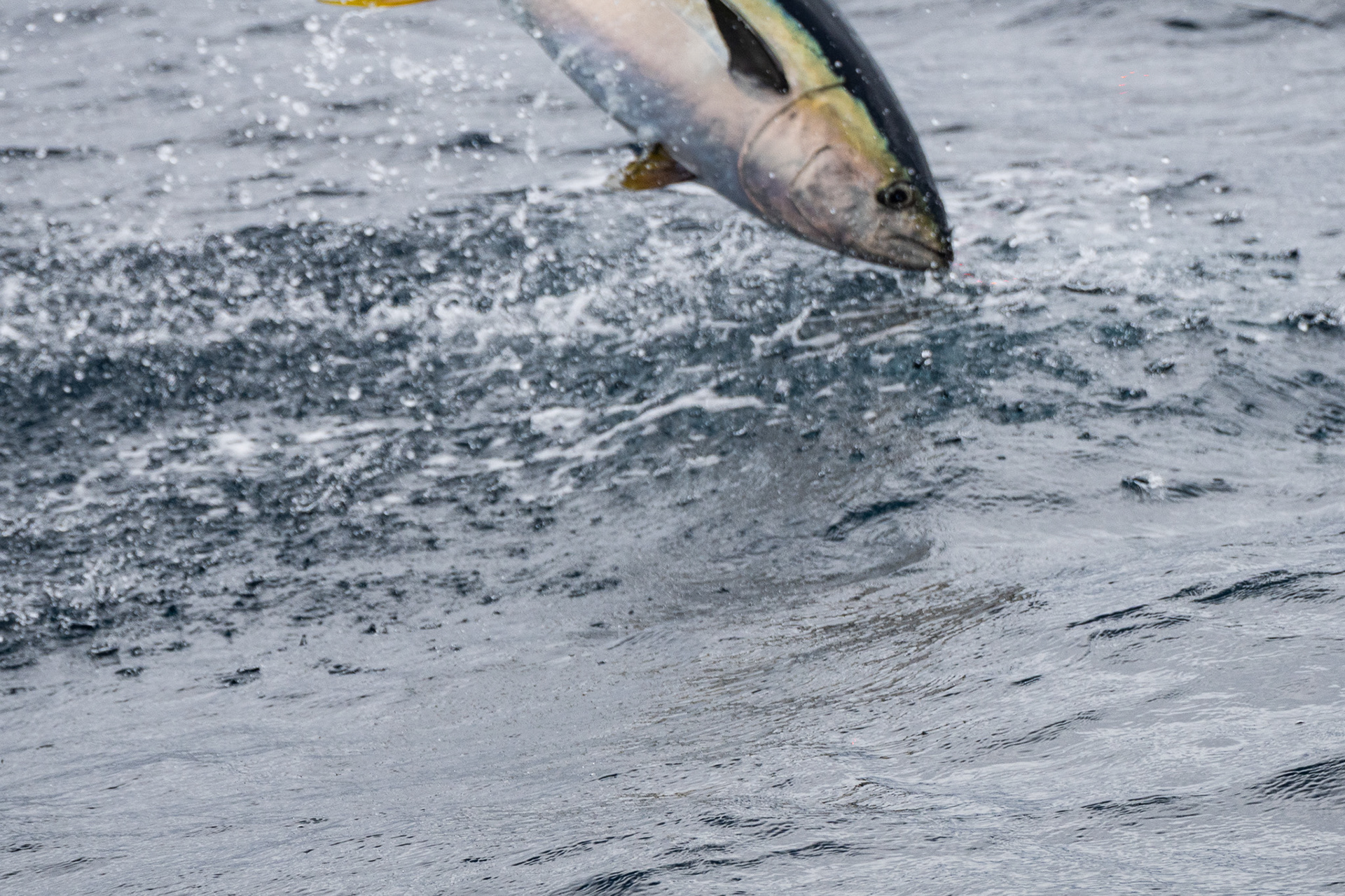 Sailing past a large school of feeding yellowfin tuna