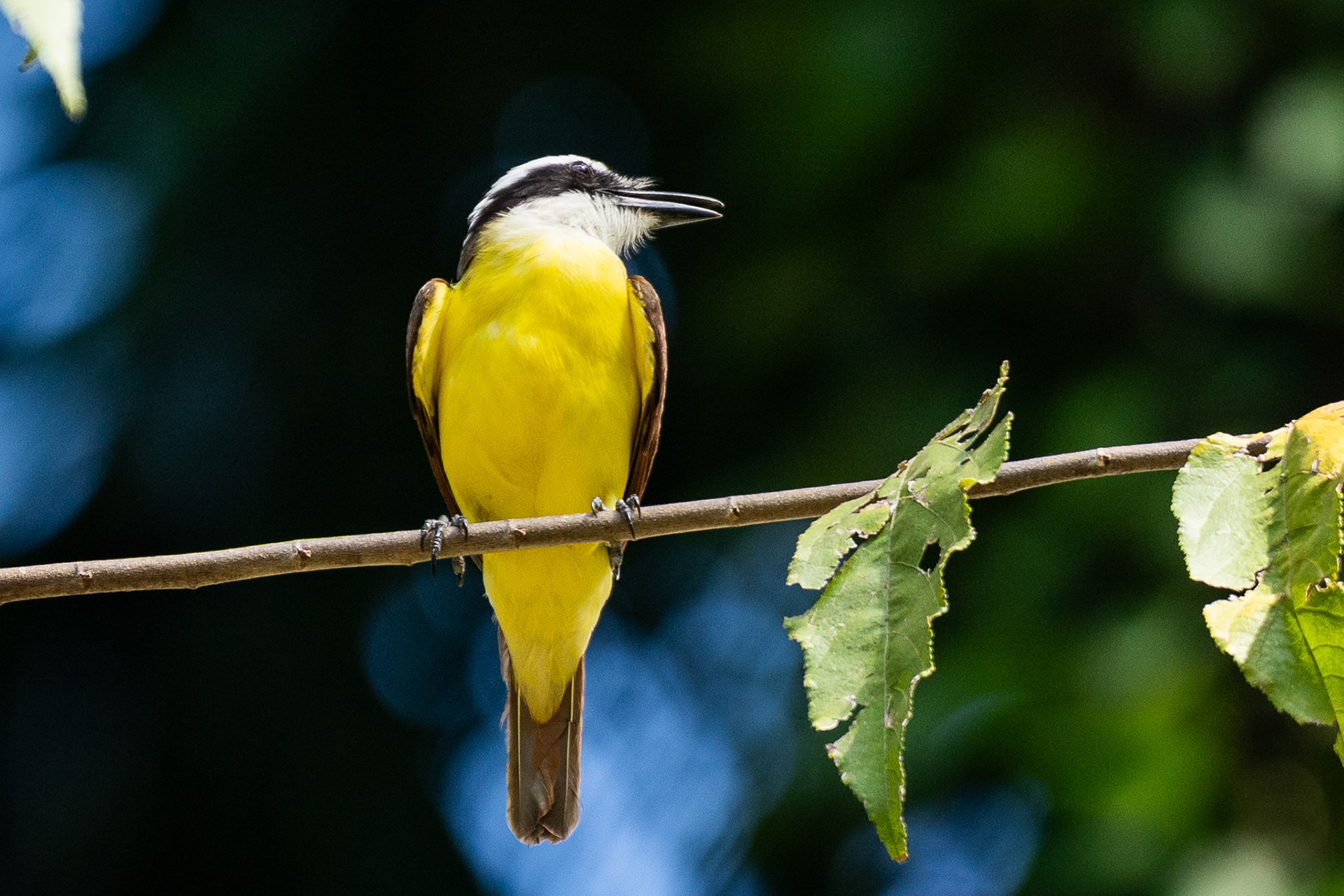 The Great Kiskadee, with its vibrant yellow chest and black-and-white striped head