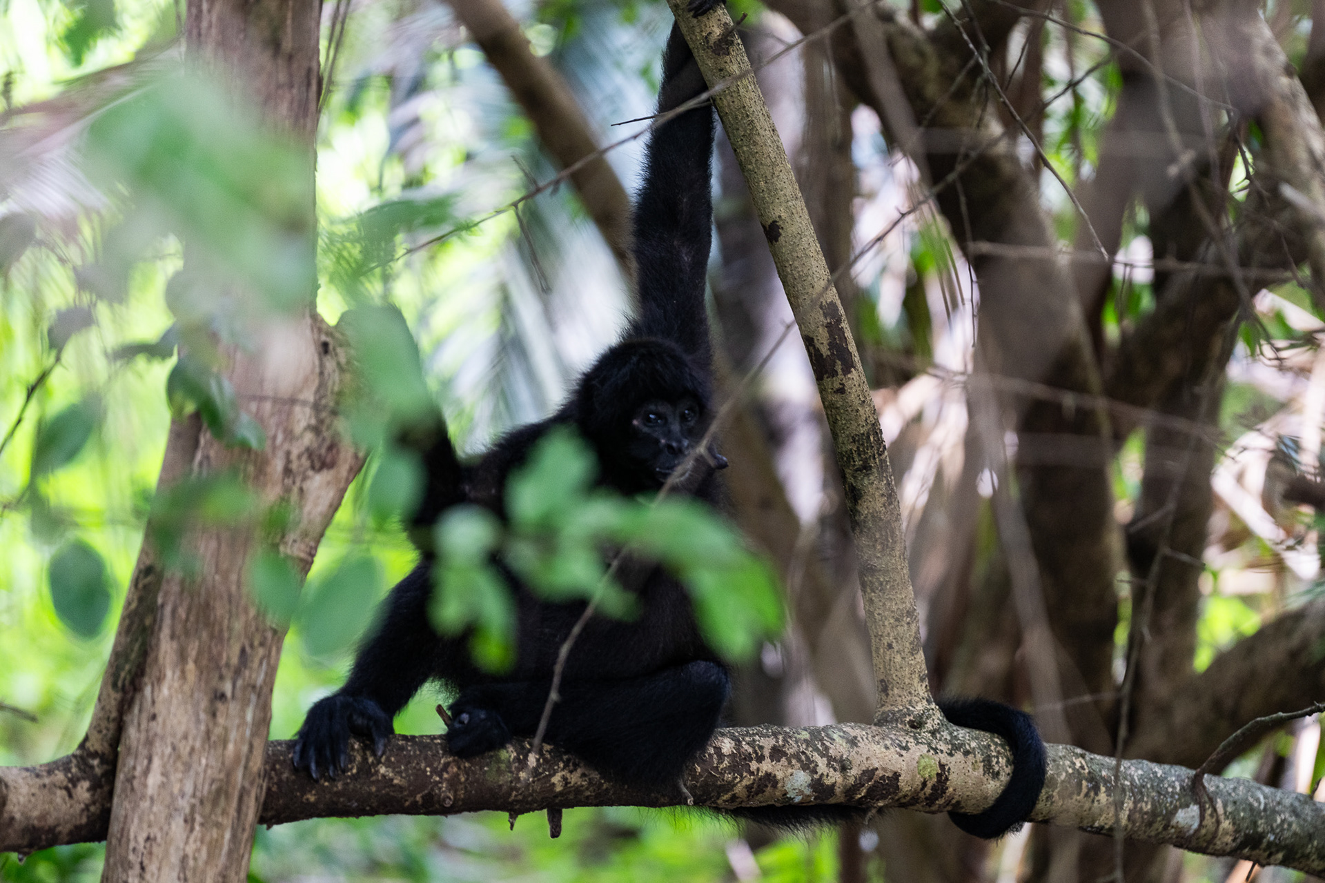 A shy monkey checks me out as I explore the uninhabited Isla Lintón