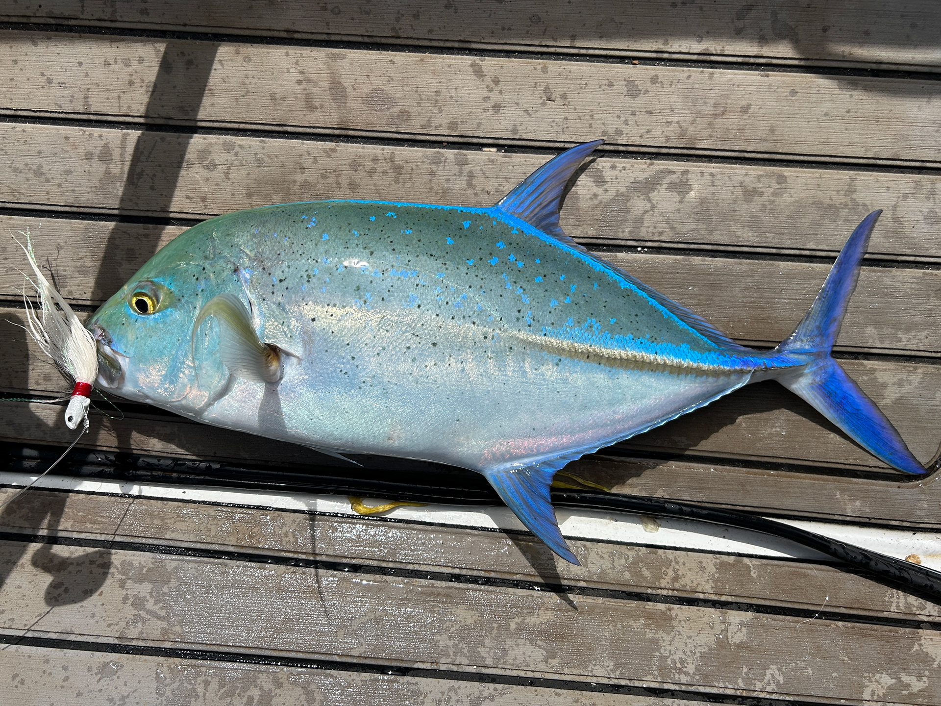 Some new fishing, and a bluefin trevally