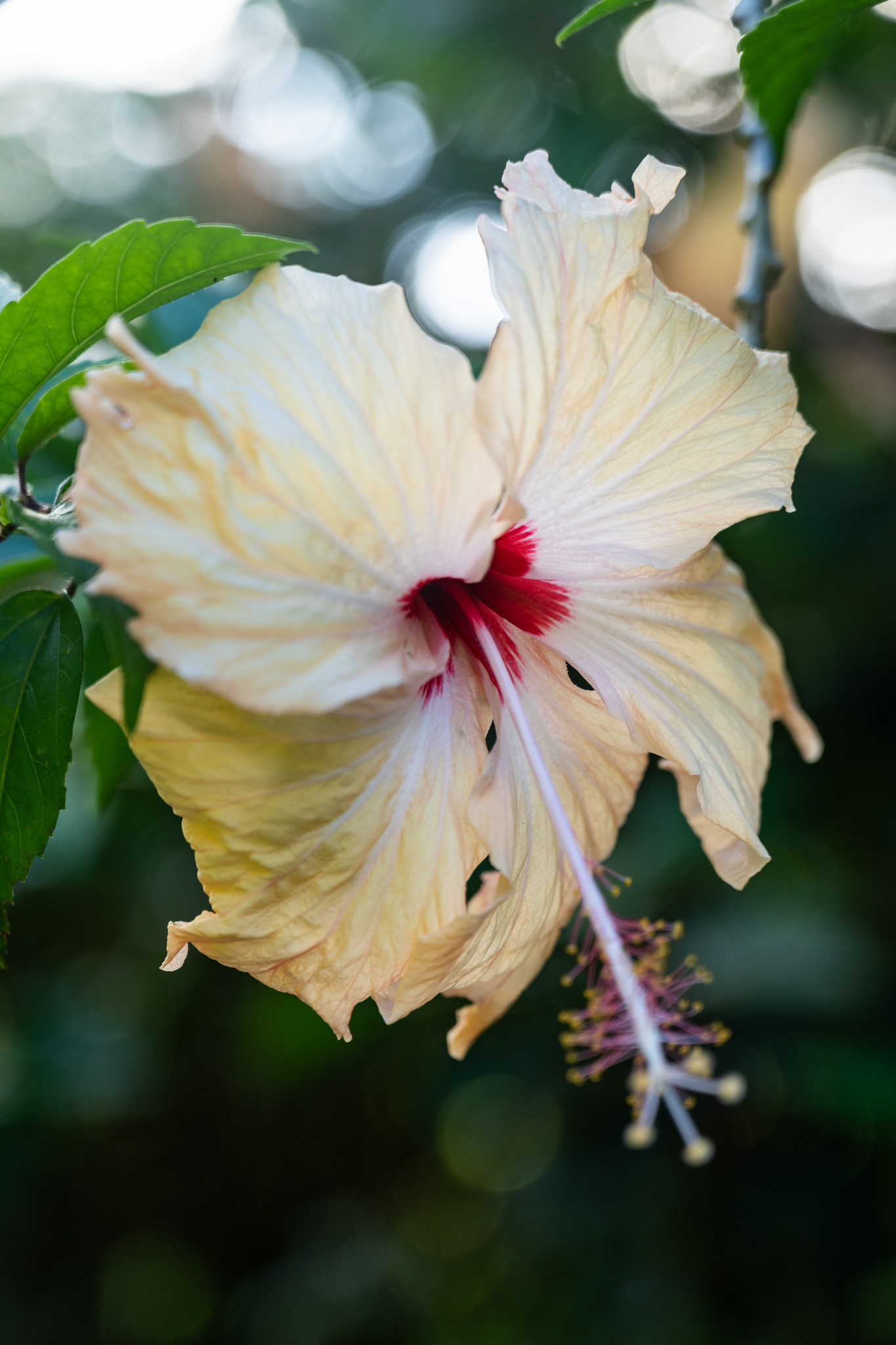A hibiscus flower, widely common along French Polynesia’s volcanic islands from the Marquesas to the Societies
