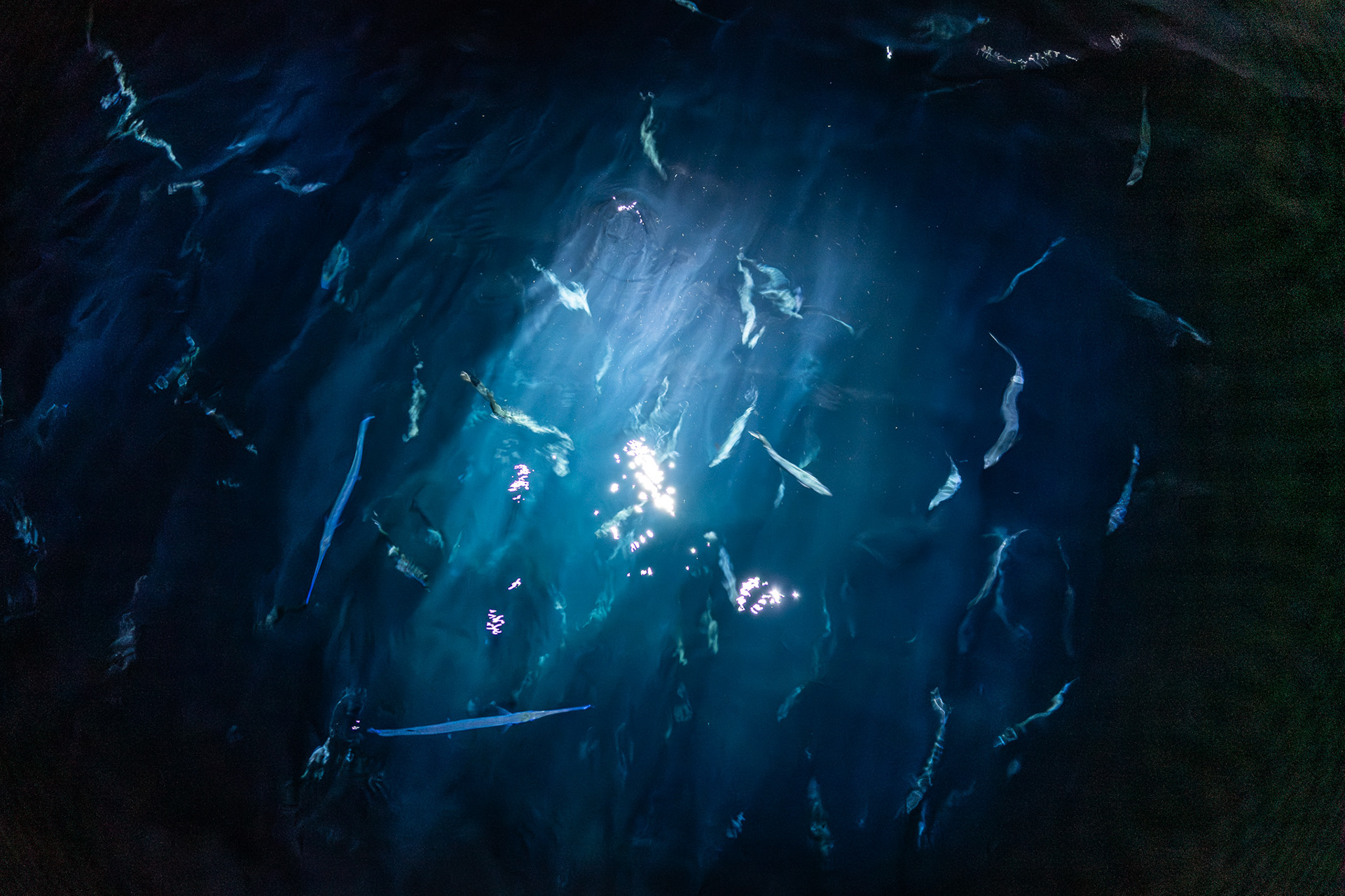 Shining a bright light under the boat at night made dozens of fish congregate, making for a spectacle