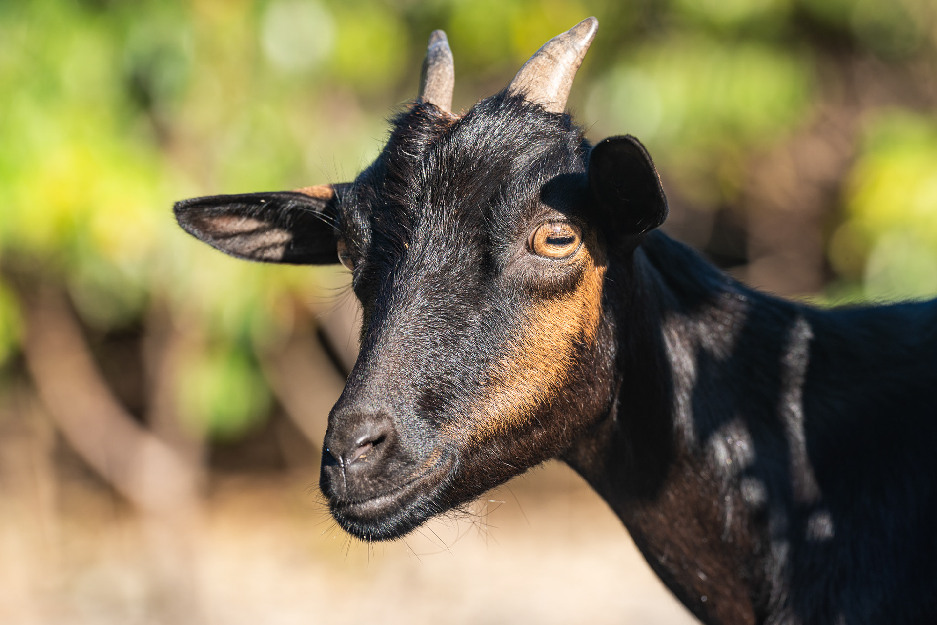 The aptly named Ilet a Cabrit is uninhabited, save for goats